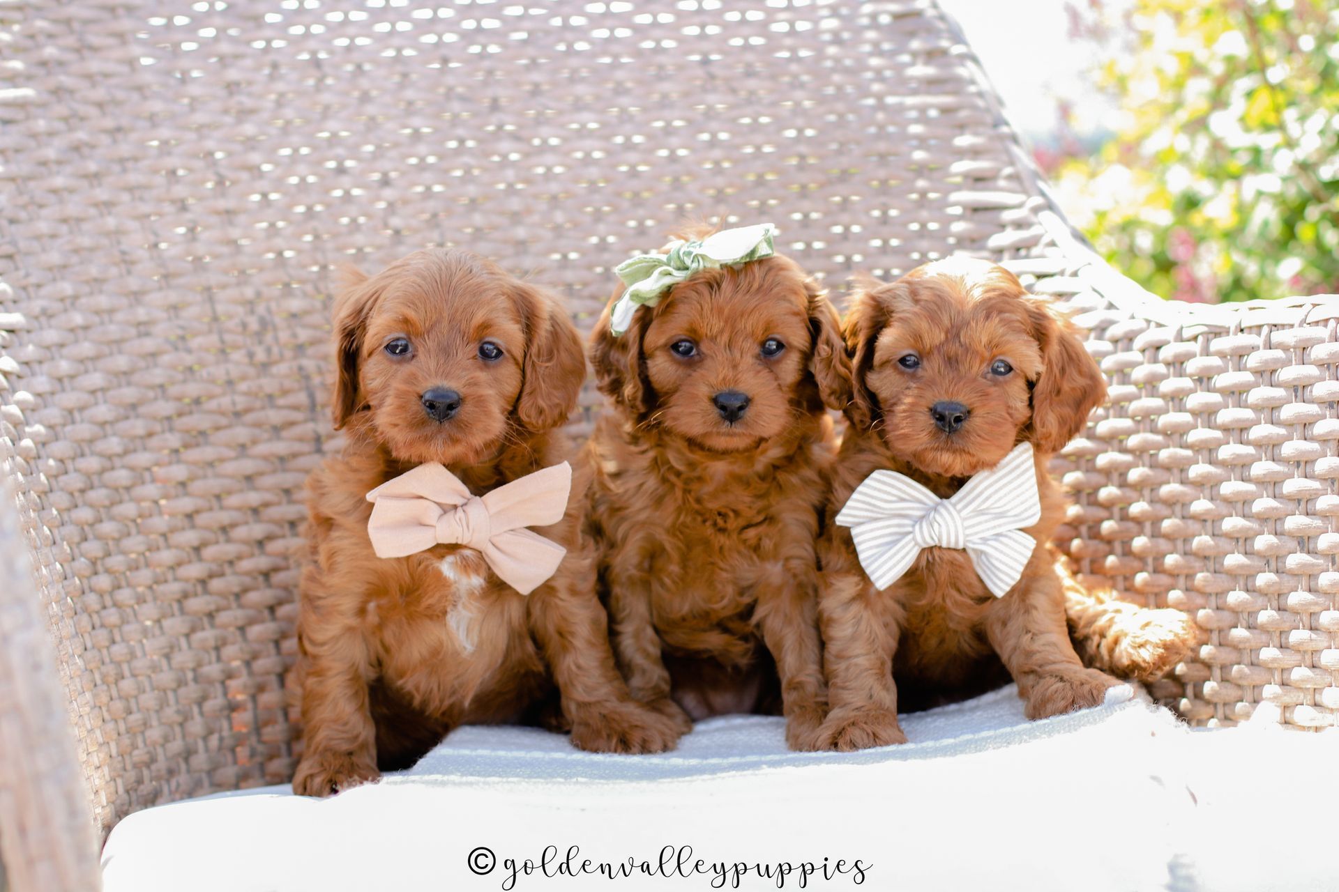 Three brown cavapoo puppies with white bows sitting on a woven chair outdoors, cavapoo puppies for sale