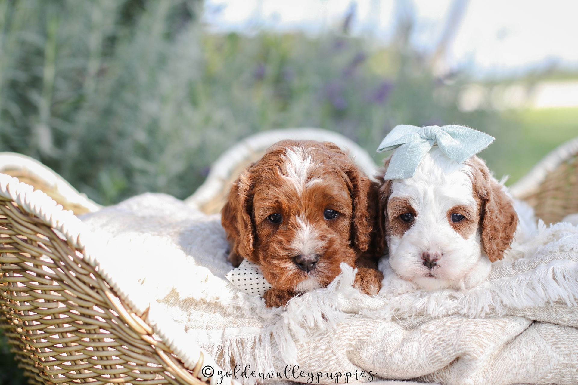 Available Toy Cavapoo Puppies, Cavapoo Puppies for sale, Cavapoo, Cavapoo Puppy, Cavapoo Breeder near me