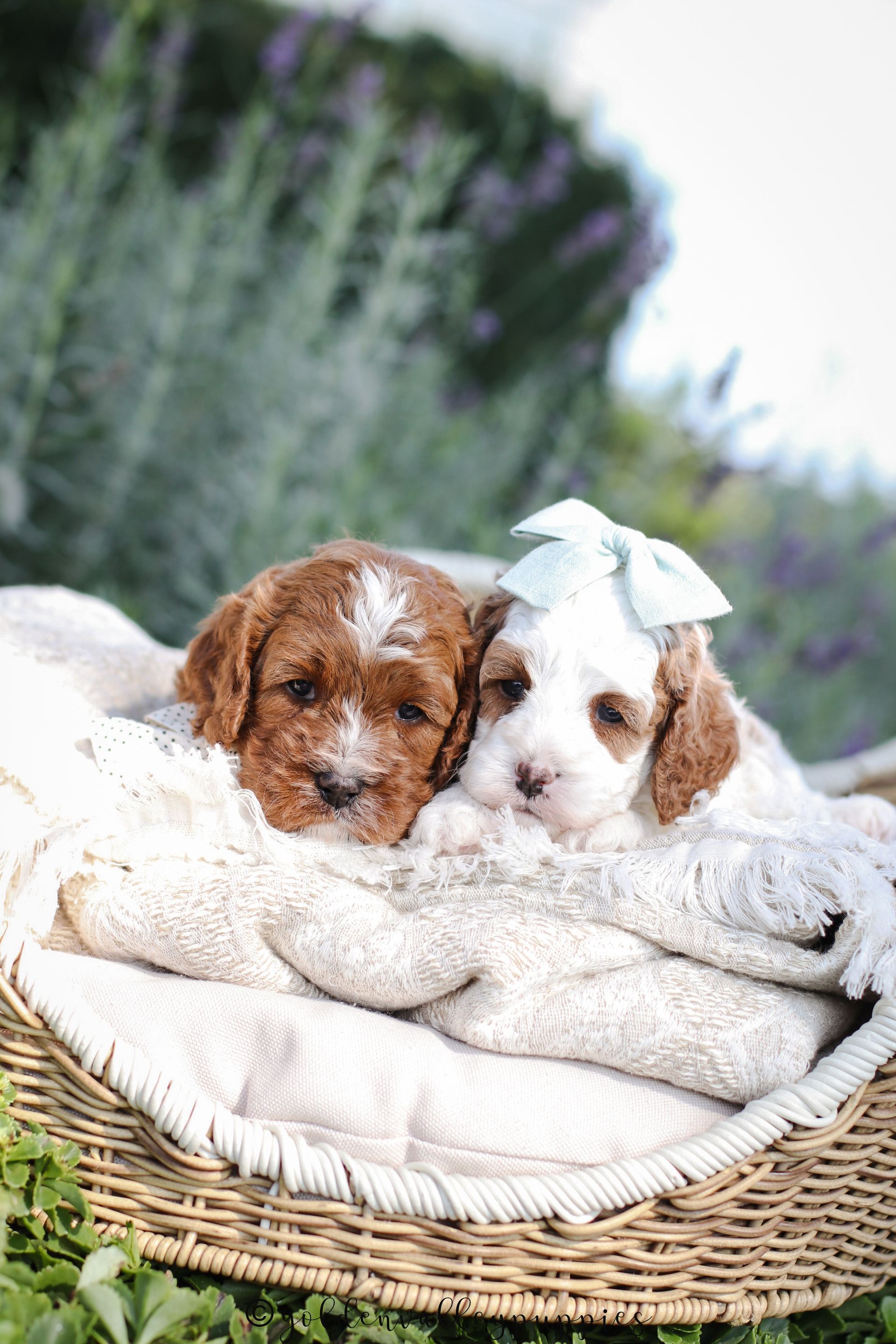 Available Toy Cavapoo Puppies, Cavapoo Puppies for sale, Cavapoo, Cavapoo Puppy, Cavapoo Breeder near me