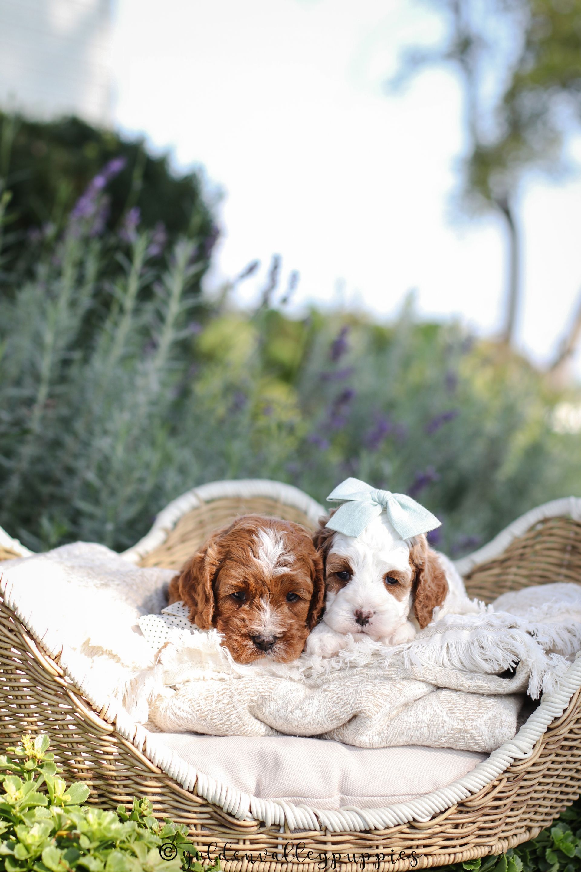 Available cavapoo puppy near me, Cavapoo breeder near me, Cavapoo Puppy for sale