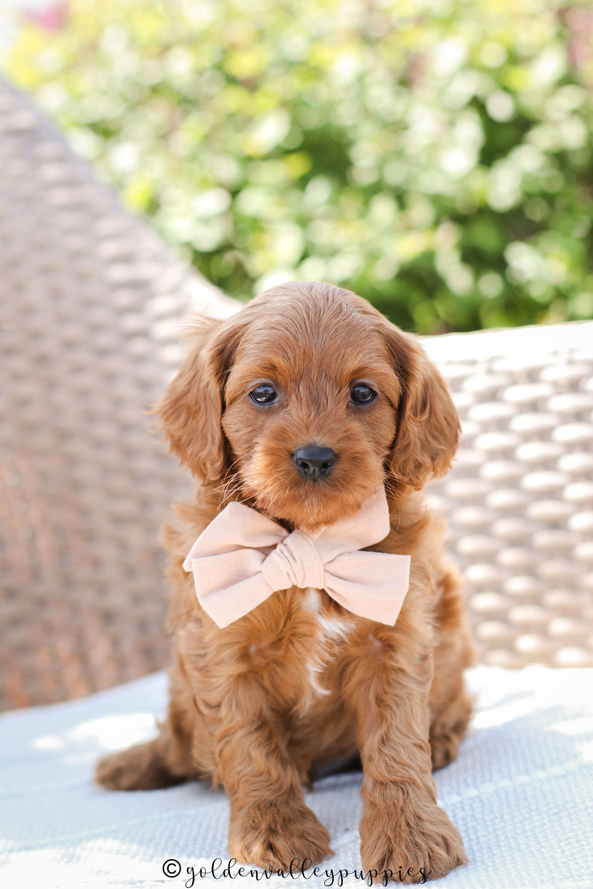 Brown Cavapoo puppy wearing a pink bow tie, sitting on a chair outdoors.