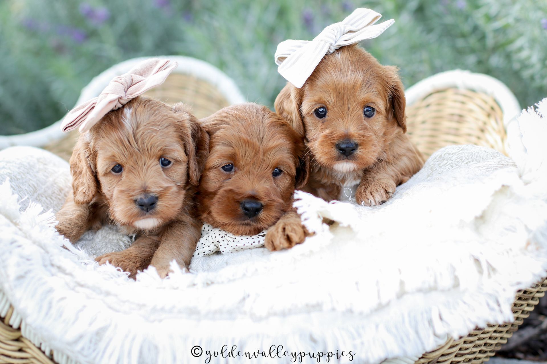 Available Toy Cavapoo Puppies, Cavapoo Puppies for sale, Cavapoo, Cavapoo Puppy, Cavapoo Breeder near me