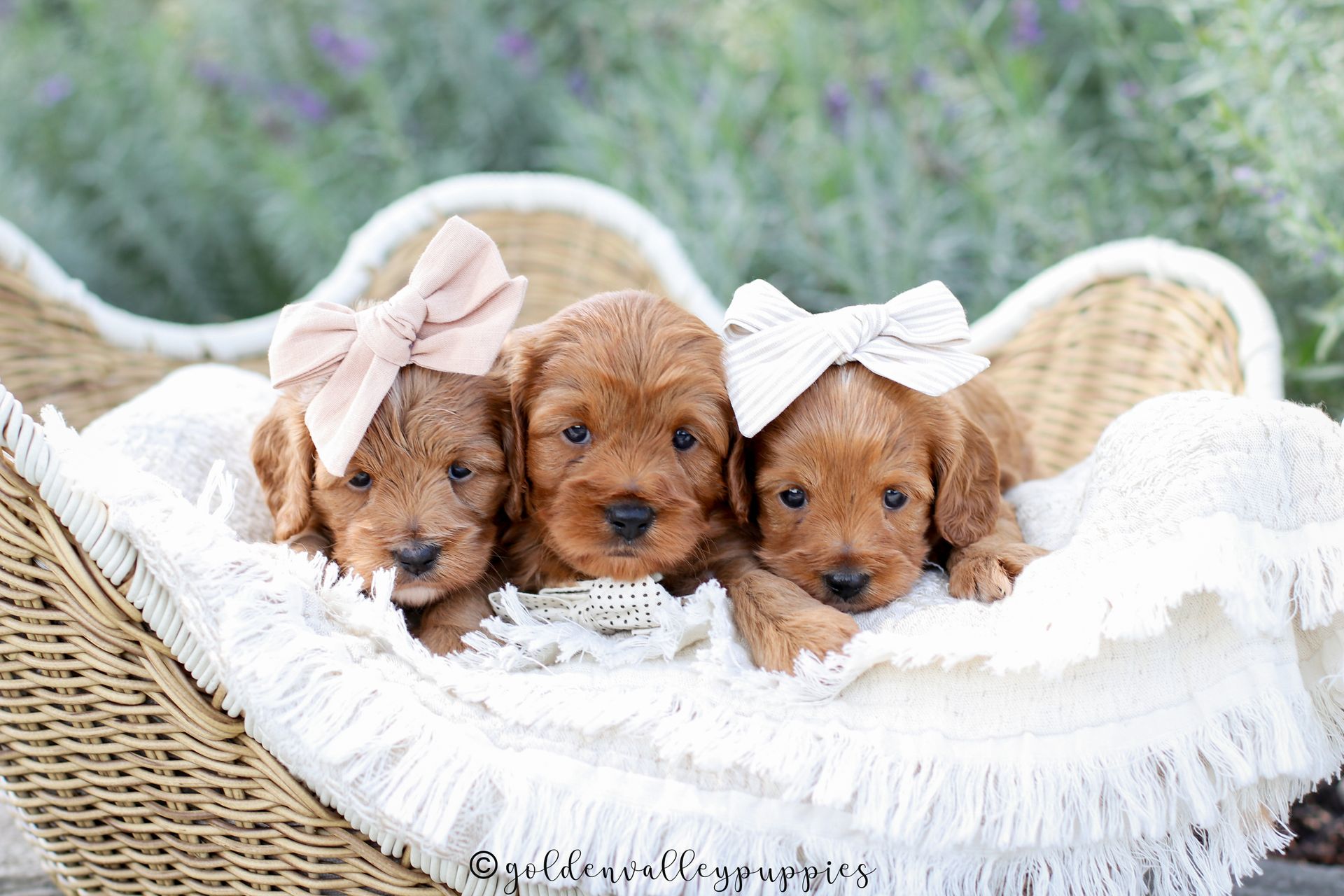 Cavapoo Breeder, cavapoo puppy, red cavapo puppy, puppies for sale