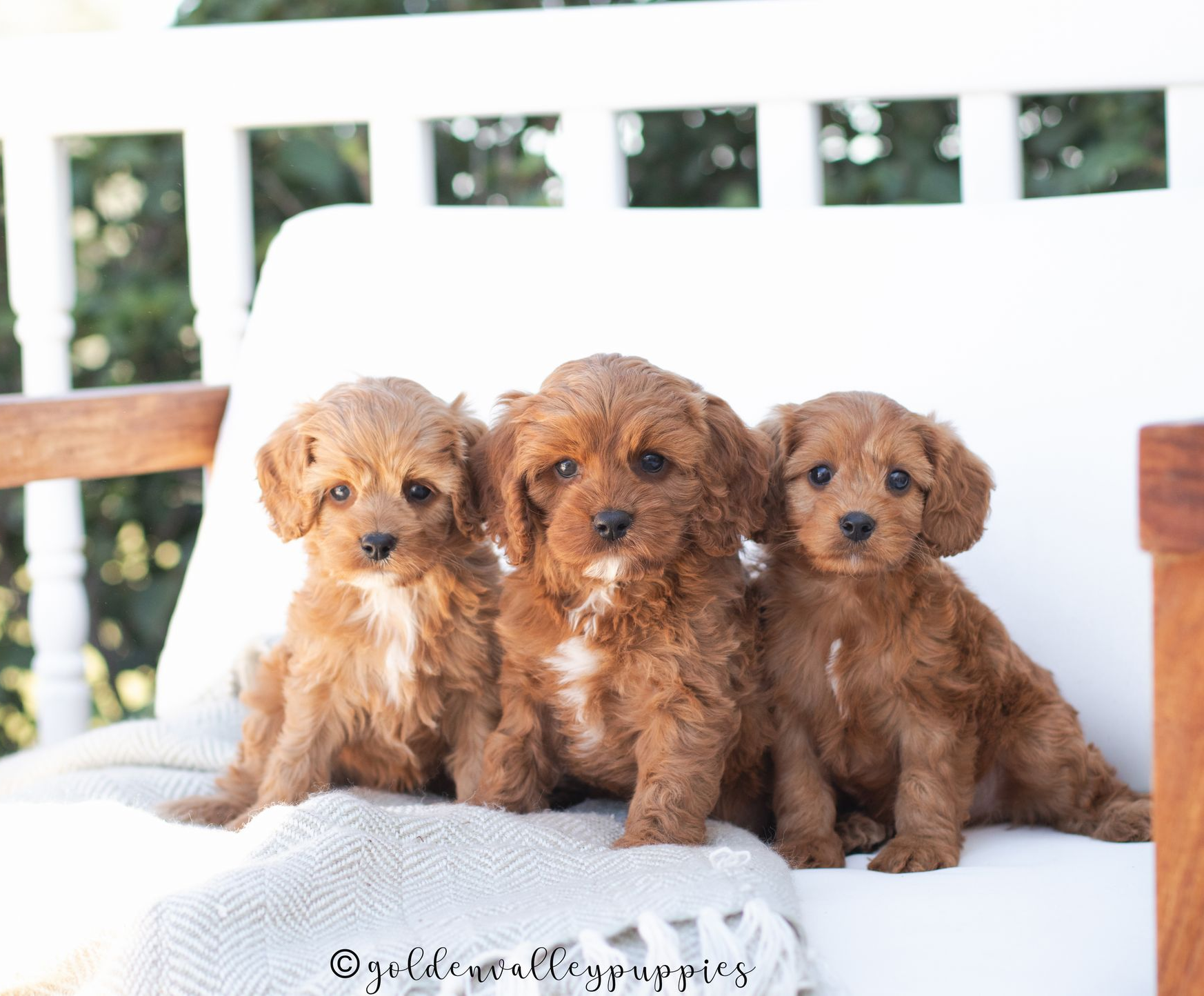 Cavapoo Puppies for sale, Cavapoo Breeder, Cavalier king Charles spaniel