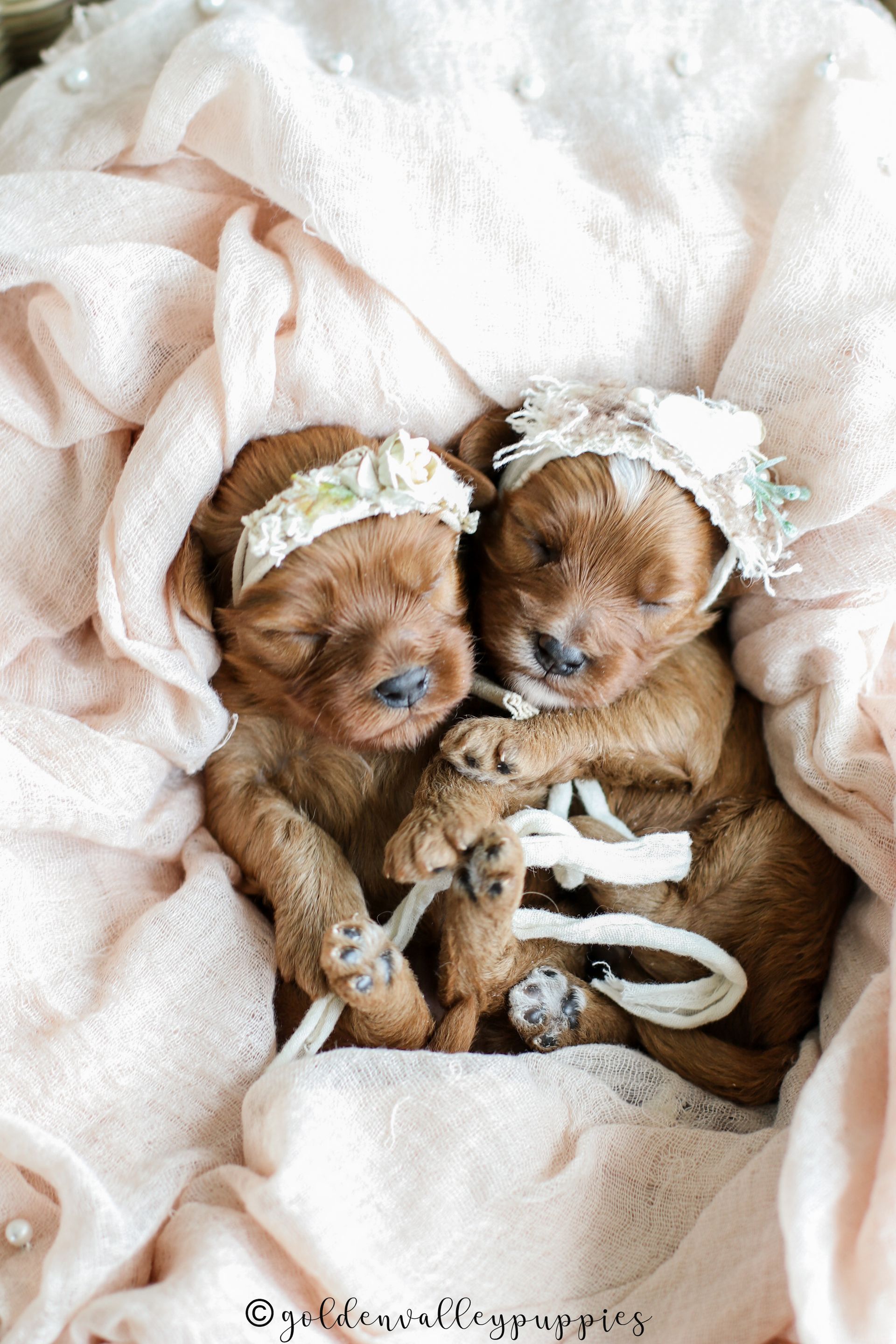 Cavapoo Puppies for sale, available Cavapoo Puppies, Cavapoo, Cavapoo puppies near me, puppies for sale, Cavapoo Breeder