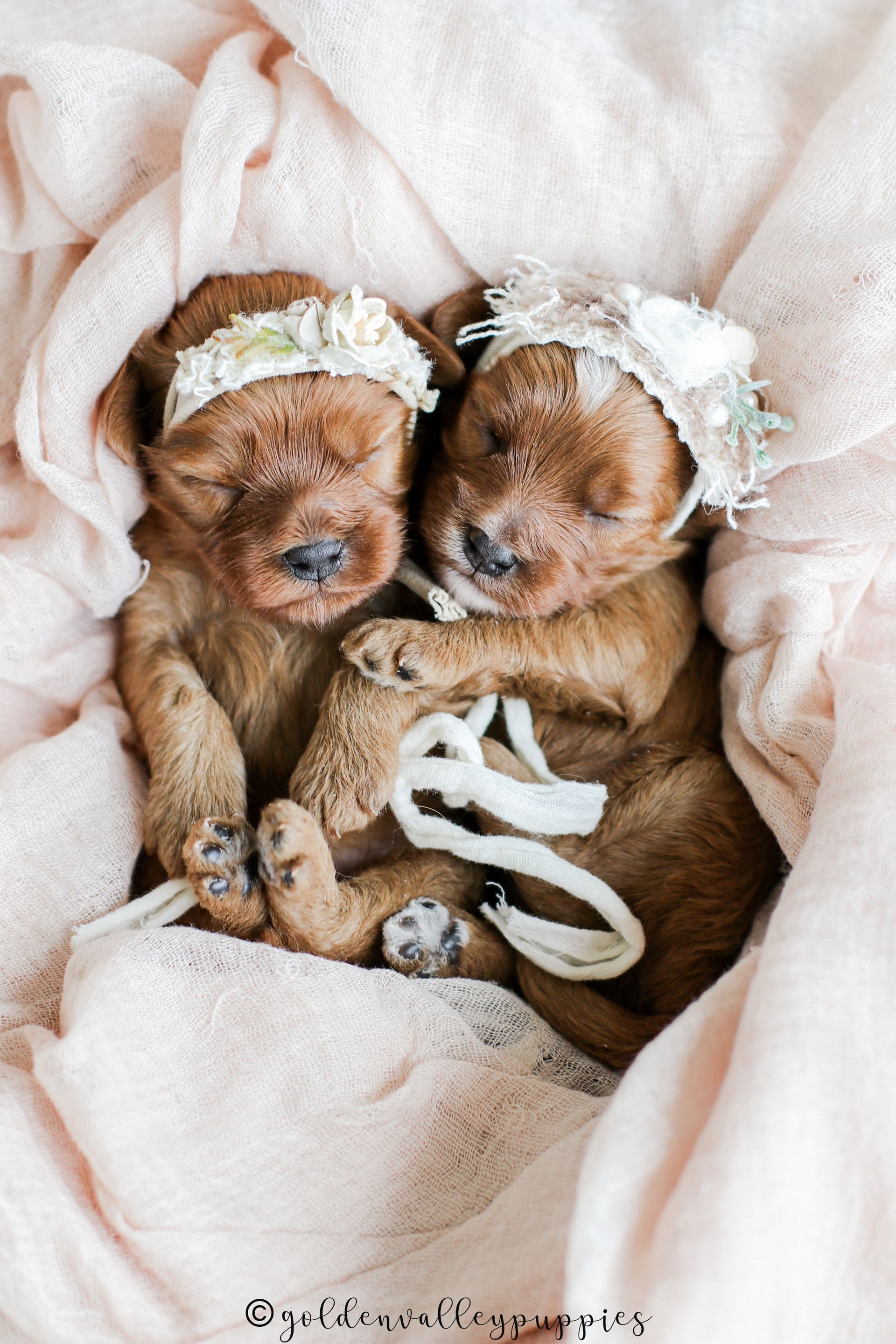 Available cavapoo puppy near me, Cavapoo breeder near me, Cavapoo Puppy for sale