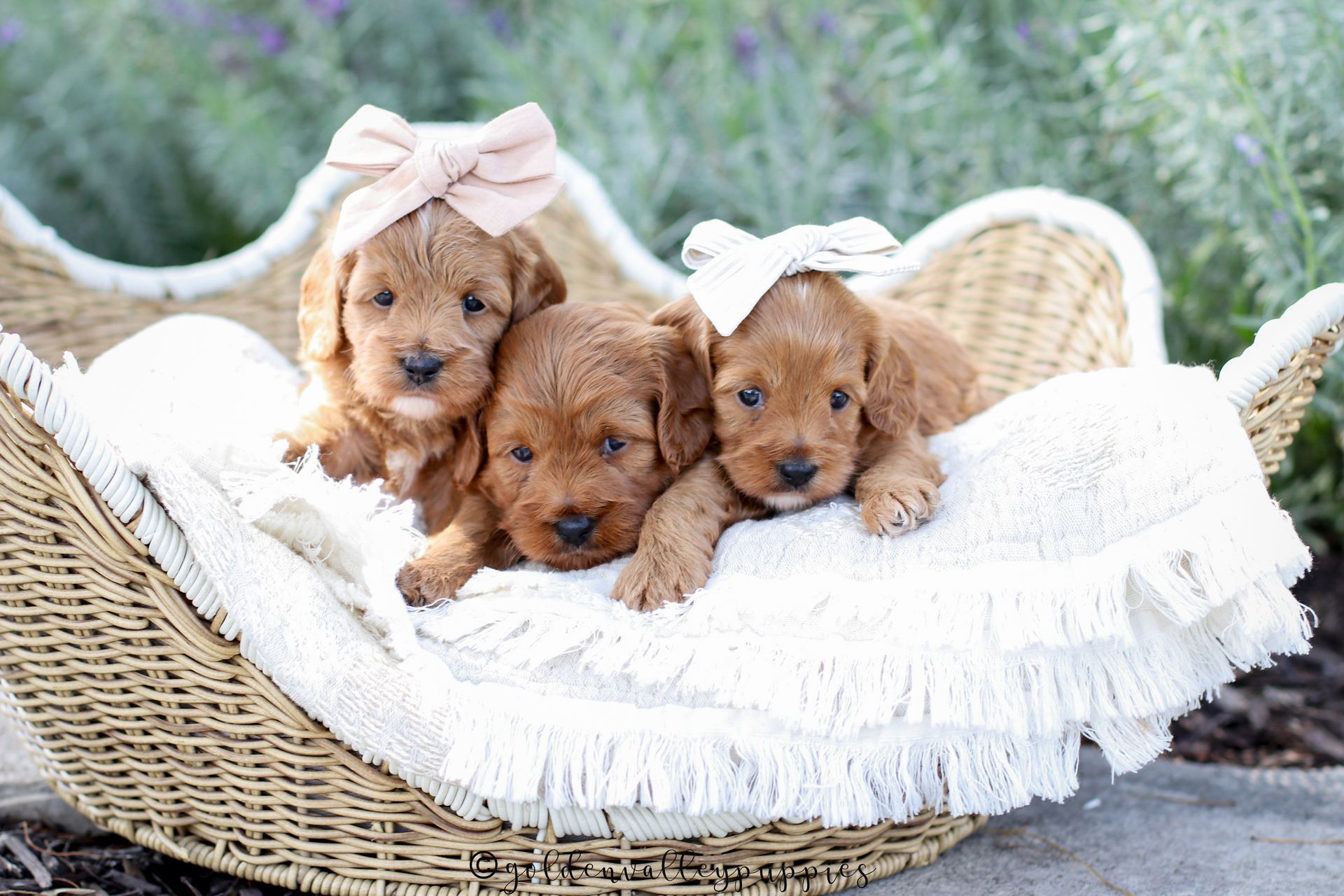 Available Toy Cavapoo Puppies, Cavapoo Puppies for sale, Cavapoo, Cavapoo Puppy, Cavapoo Breeder near me