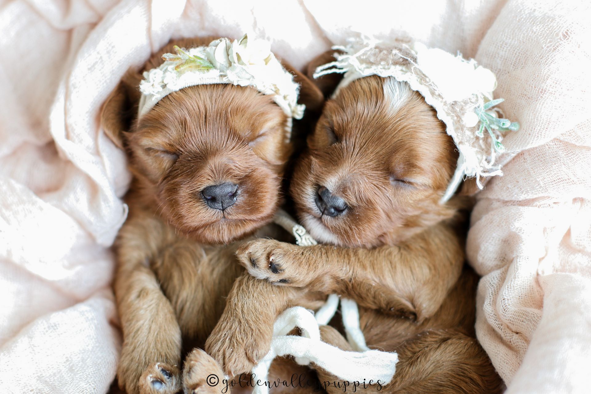 Cavapoo Puppies for sale, available Cavapoo Puppies, Cavapoo, Cavapoo puppies near me, puppies for sale, Cavapoo Breeder
