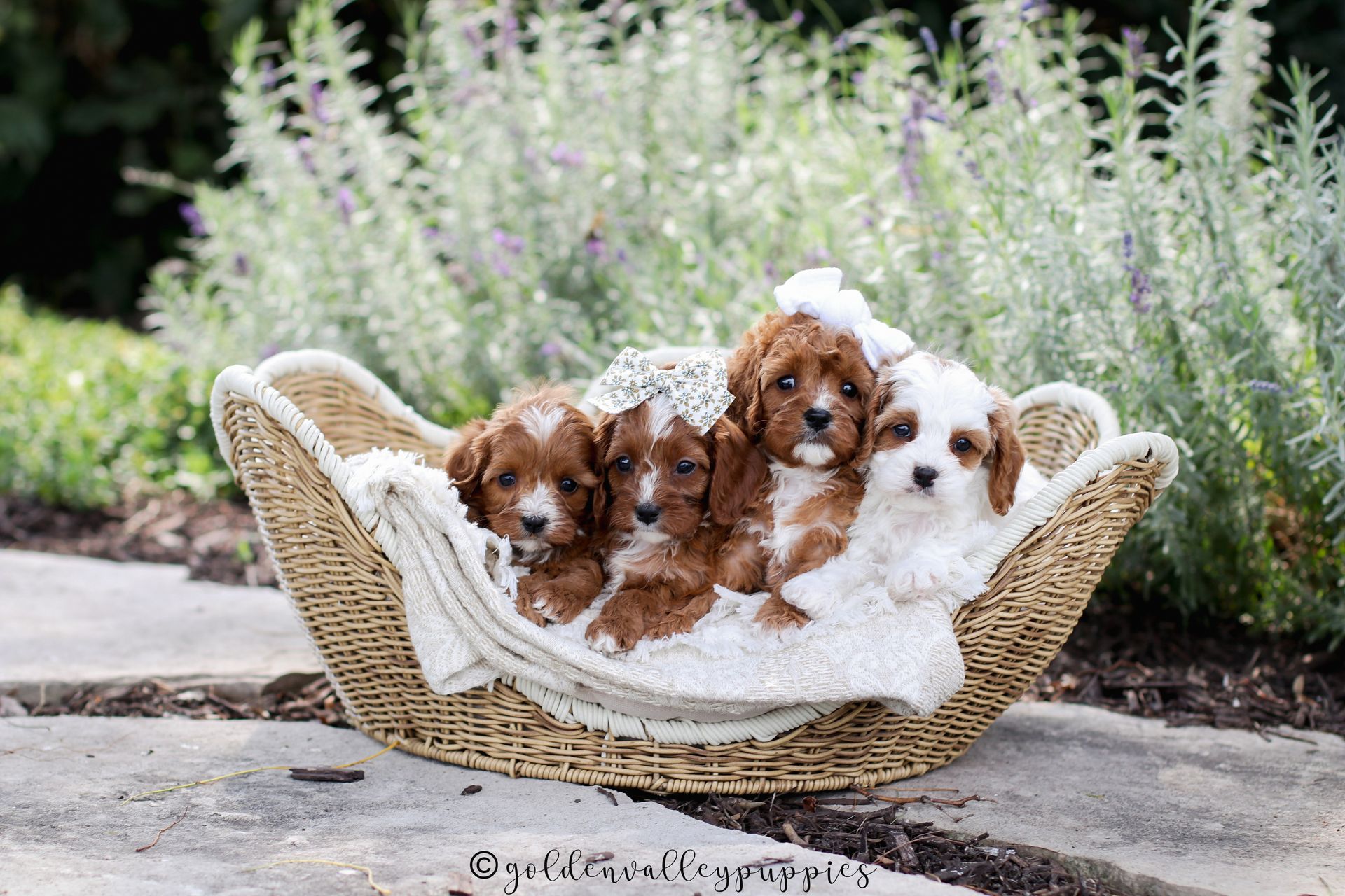 Cavapoo Puppies for sale, Cavapoo Breeder, Cavalier king Charles spaniel