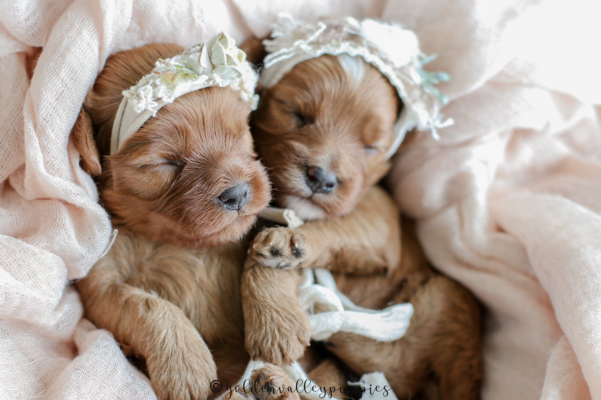 Available Toy Cavapoo Puppies, Cavapoo Puppies for sale, Cavapoo, Cavapoo Puppy, Cavapoo Breeder near me