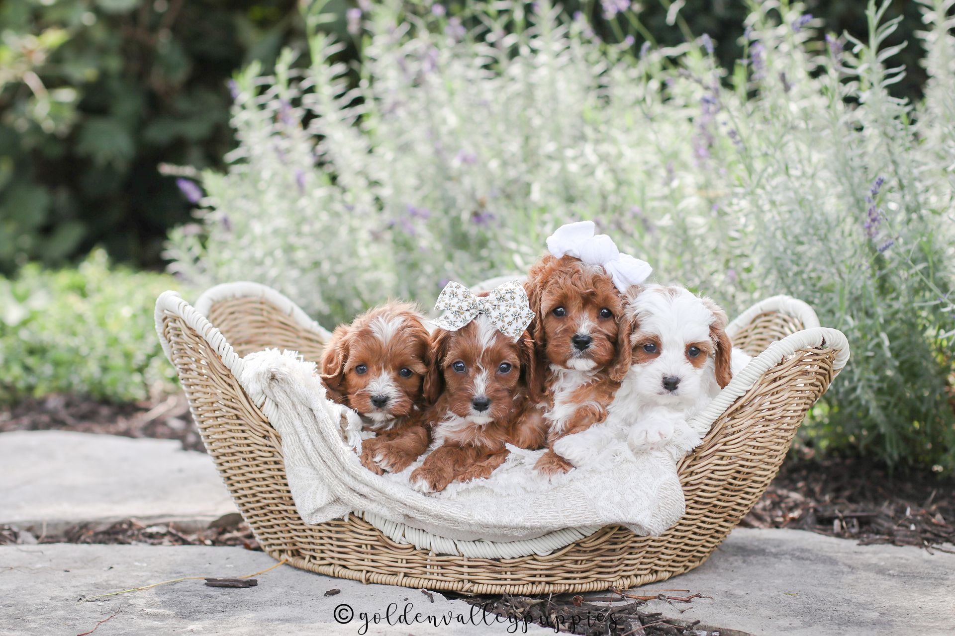 Cavapoo Breeder, cavapoo puppy, red cavapo puppy, puppies for sale