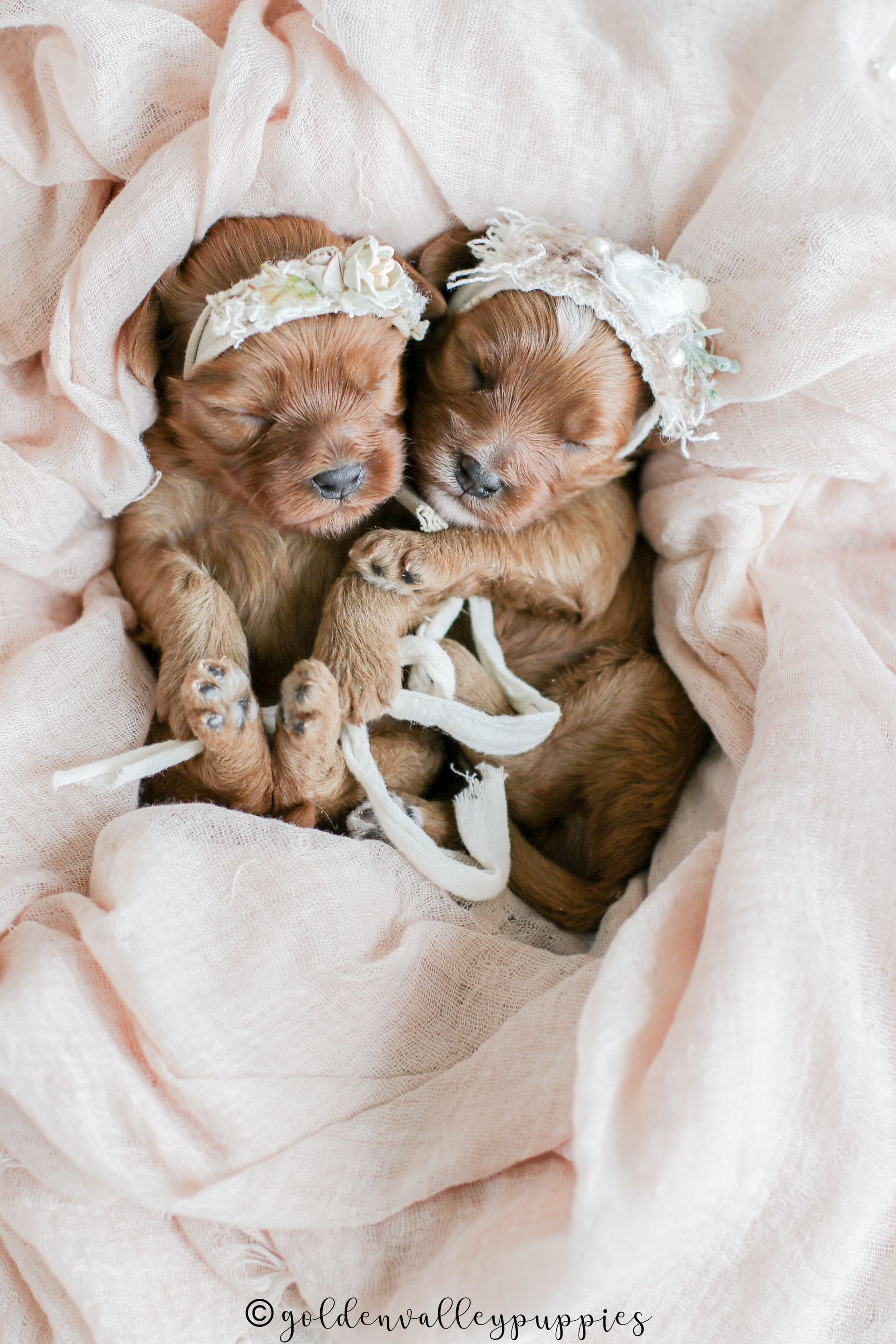 Cavapoo Puppies for sale, available Cavapoo Puppies, Cavapoo, Cavapoo puppies near me, puppies for sale, Cavapoo Breeder