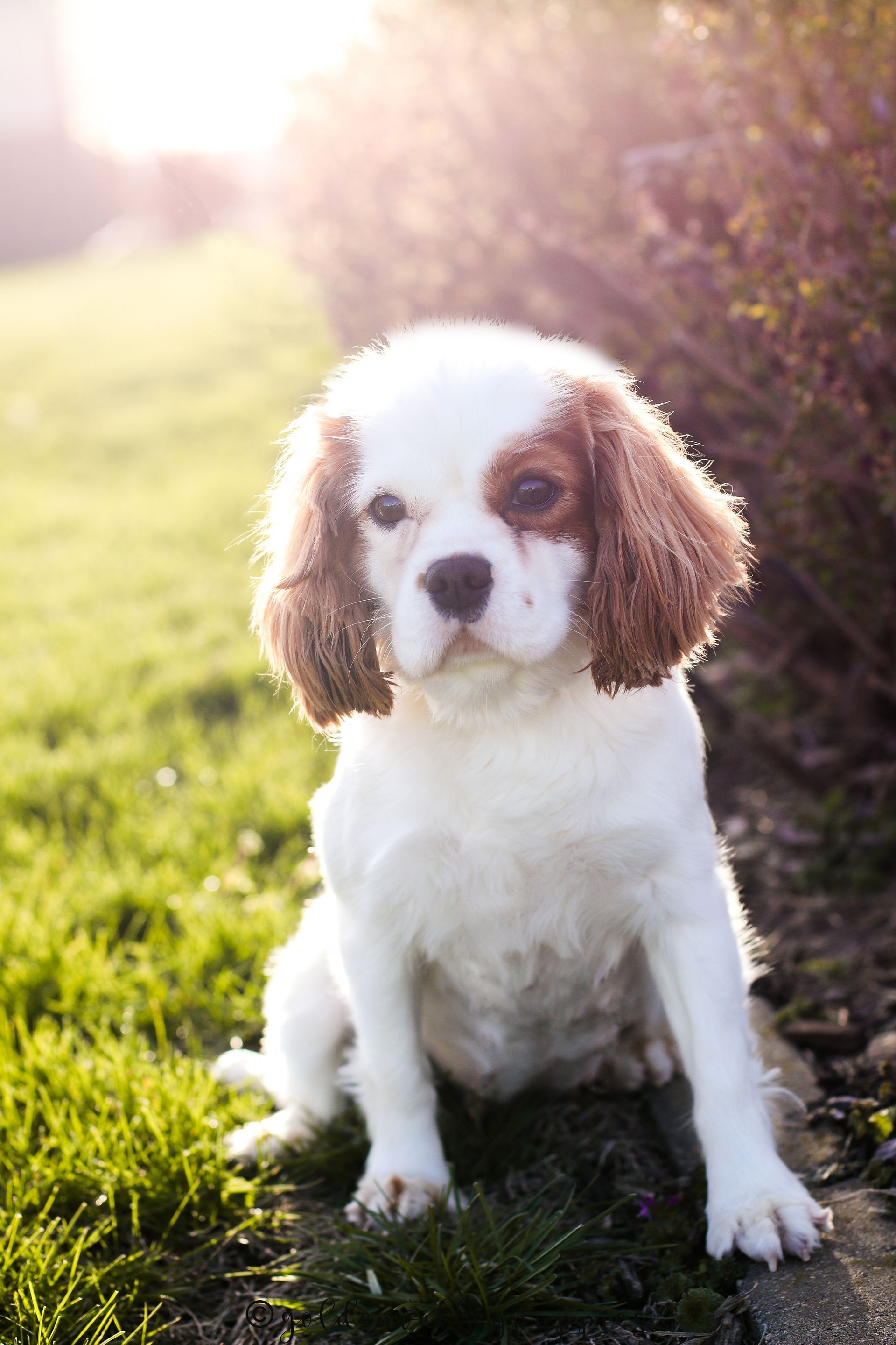 Cavapoo Puppies, Cavapoo Puppy, Cavapoo Puppies for sale, Cavapoo Breeder, Puppies for sale, Cavapoo for sale near me