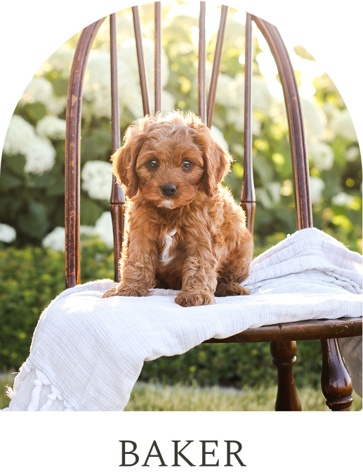 Cavapoo Puppies for sale, Cavapoo breeder, Cavapoo Puppy, Toy Cavapoo Puppies, Mini Cavapoo Puppies