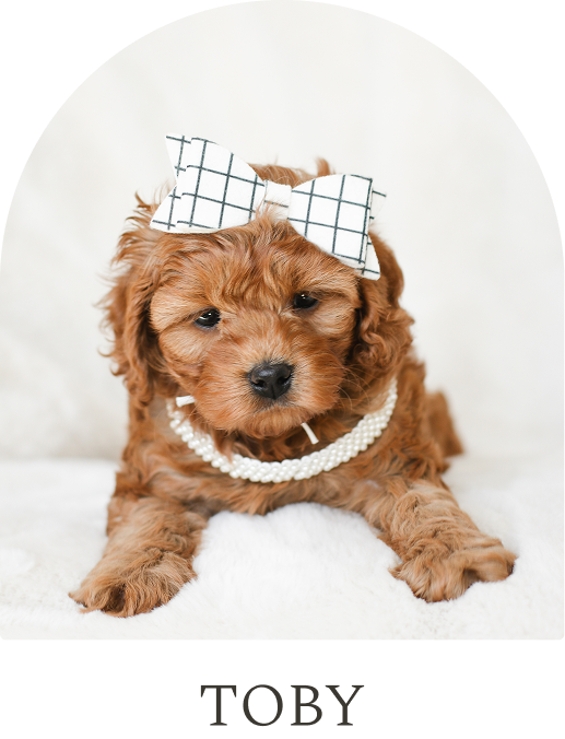 Cavapoo Puppies for sale, Cavapoo breeder, Cavapoo Puppy, Toy Cavapoo Puppies, Mini Cavapoo Puppies
