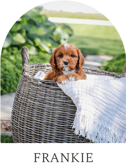 Cavapoo Puppies for sale, Cavapoo breeder, Cavapoo Puppy, Toy Cavapoo Puppies, Mini Cavapoo Puppies