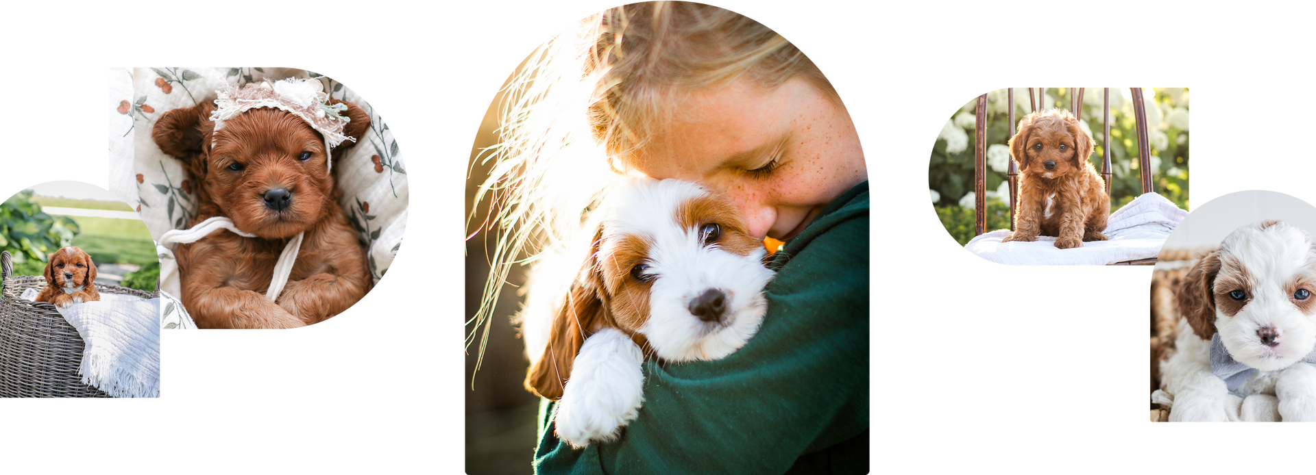 Cavapoo Puppies for sale, Cavapoo, Puppies for sale, Cavapoo Puppy