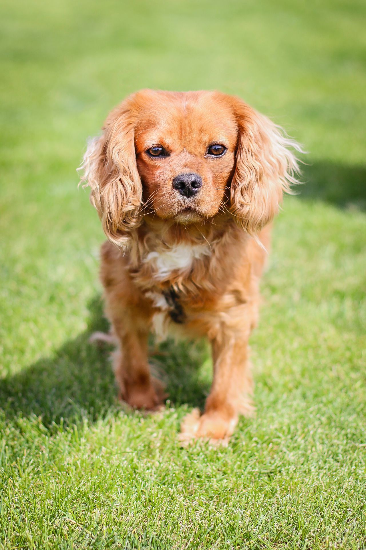Cavapoo Puppies, Cavapoo Puppy, Cavapoo Puppies for sale, Cavapoo Breeder, Puppies for sale, Cavapoo for sale near me