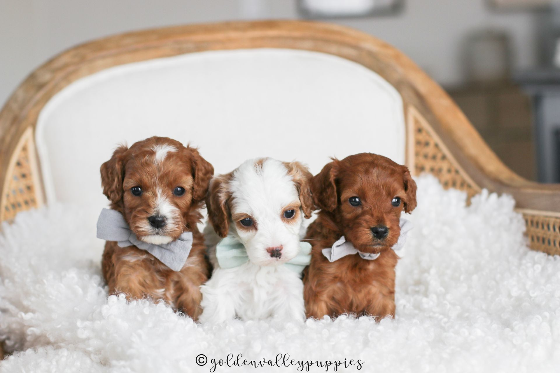Cavapoo Puppies for sale, available Cavapoo Puppies, Cavapoo, Cavapoo puppies near me, puppies for sale, Cavapoo Breeder