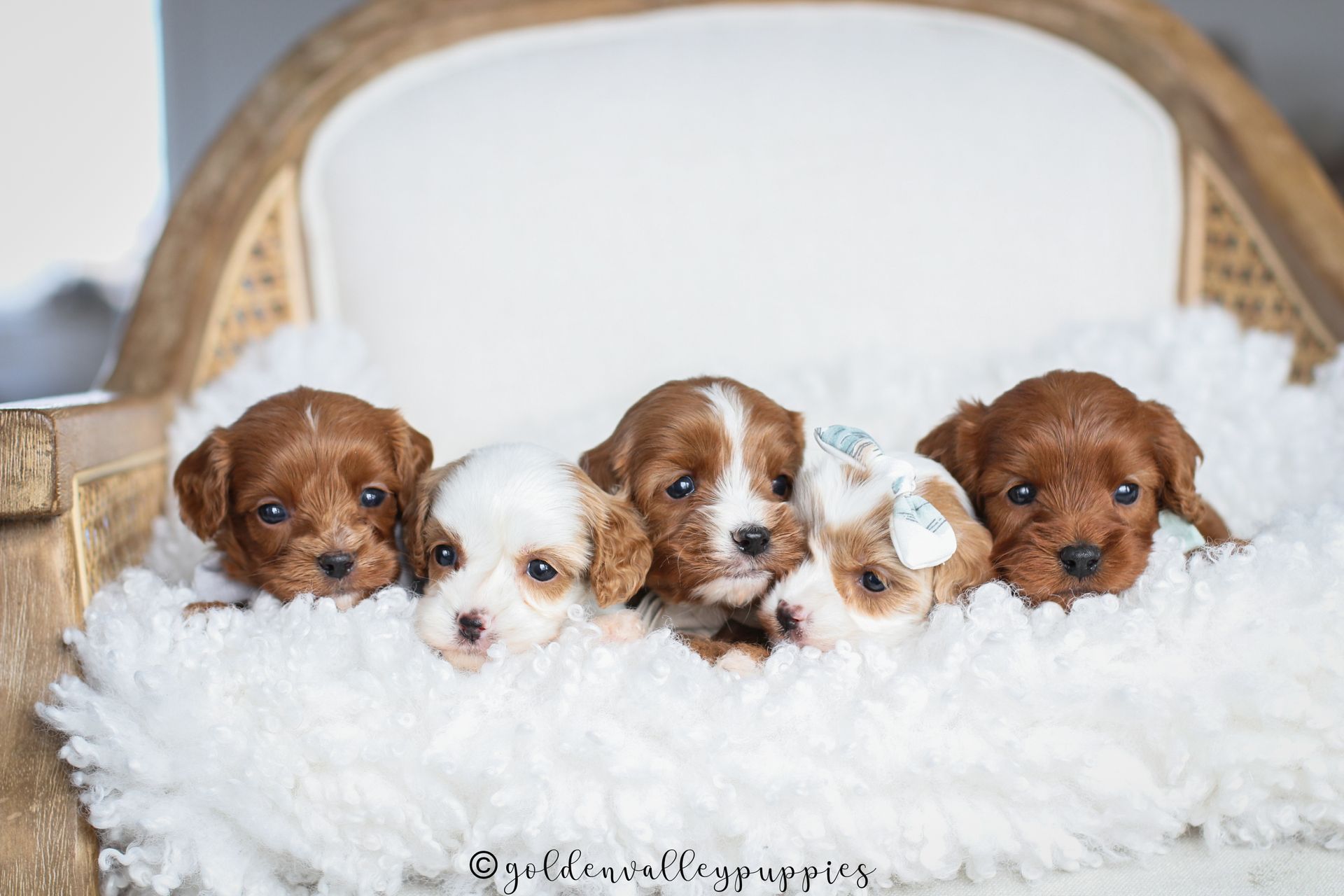 Cavapoo Puppies for sale, available Cavapoo Puppies, Cavapoo, Cavapoo puppies near me, puppies for sale, Cavapoo Breeder