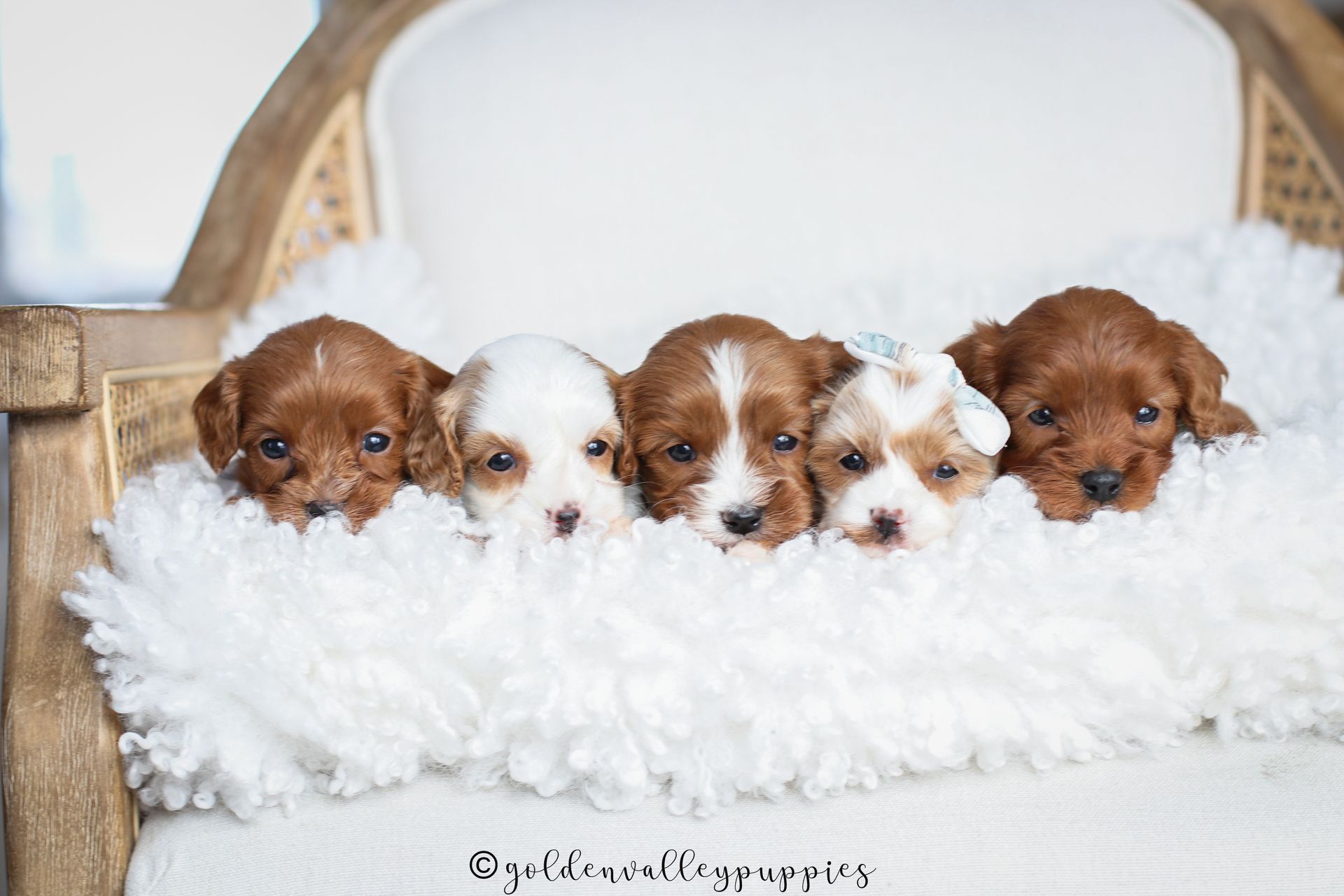 Cavapoo Puppies for sale, available Cavapoo Puppies, Cavapoo, Cavapoo puppies near me, puppies for sale, Cavapoo Breeder