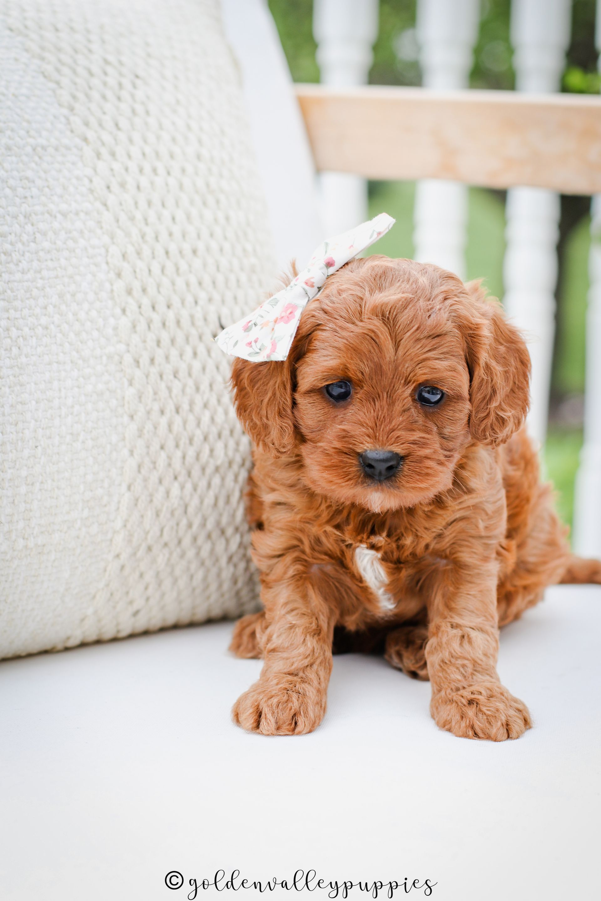 Small brown Cavapoo puppy with a bow sitting on a white cushion outdoors