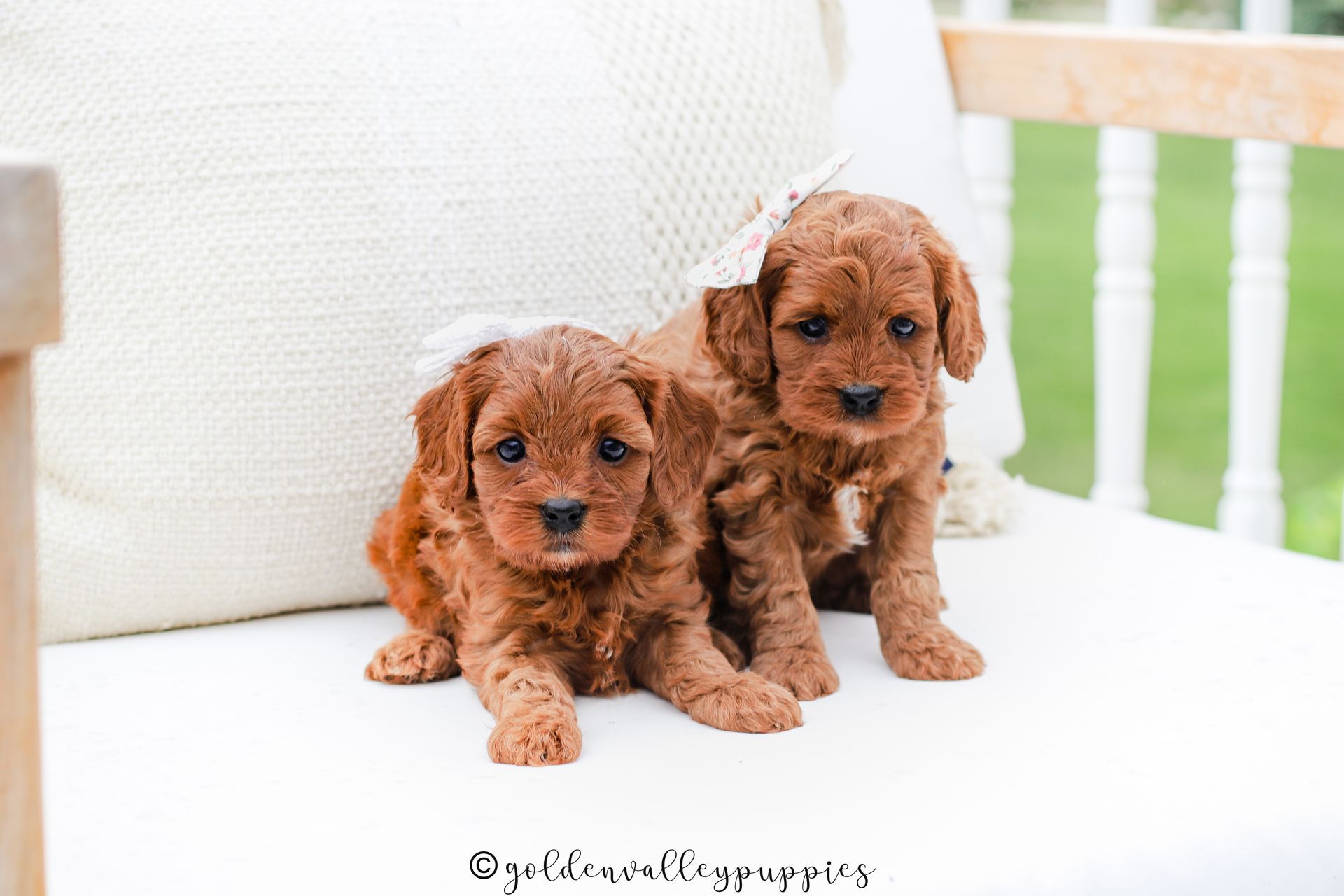 Two brown Cavapoo puppies sitting on a white couch with a soft, bright background