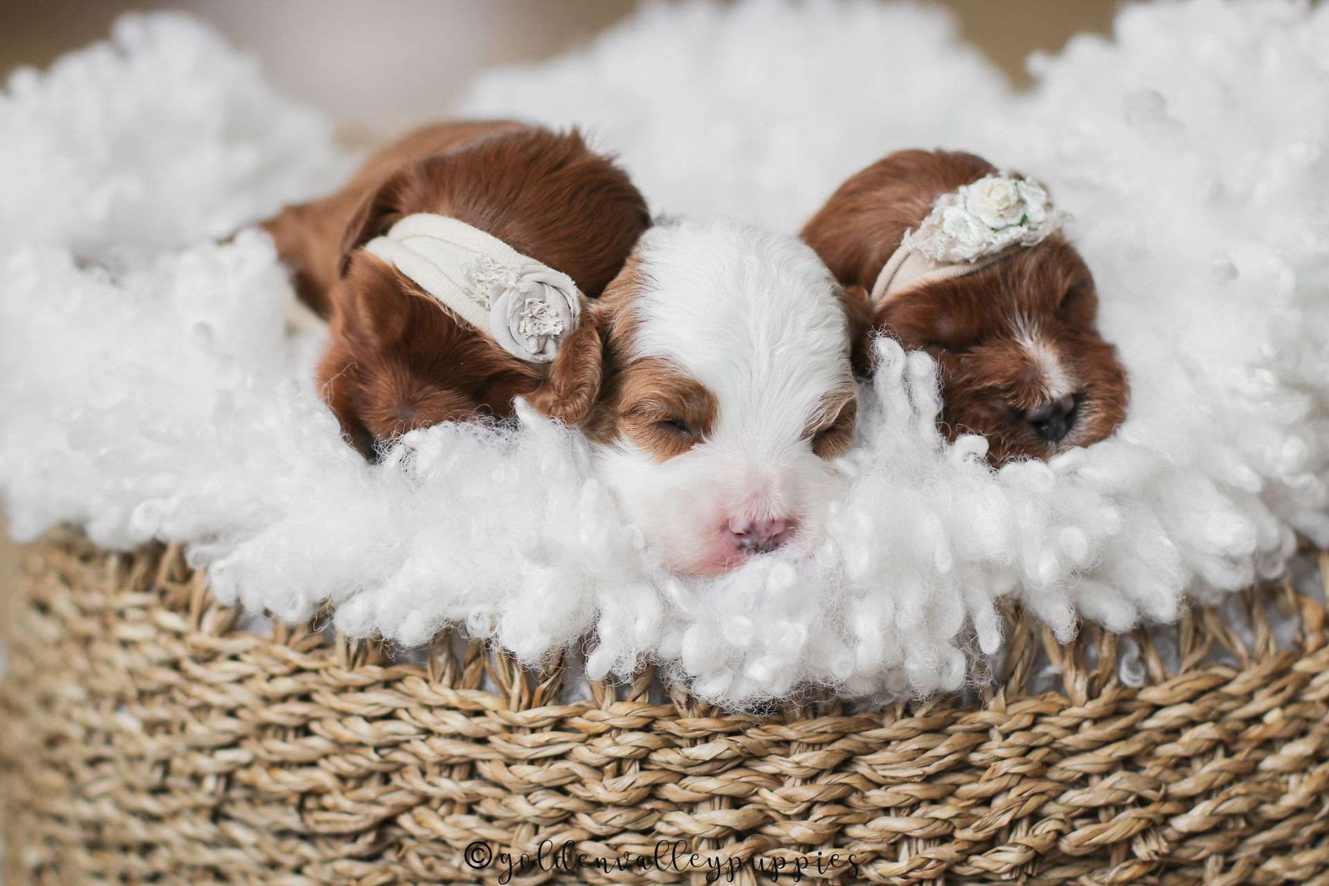 Cavapoo Puppies for sale, available Cavapoo Puppies, Cavapoo, Cavapoo puppies near me, puppies for sale, Cavapoo Breeder