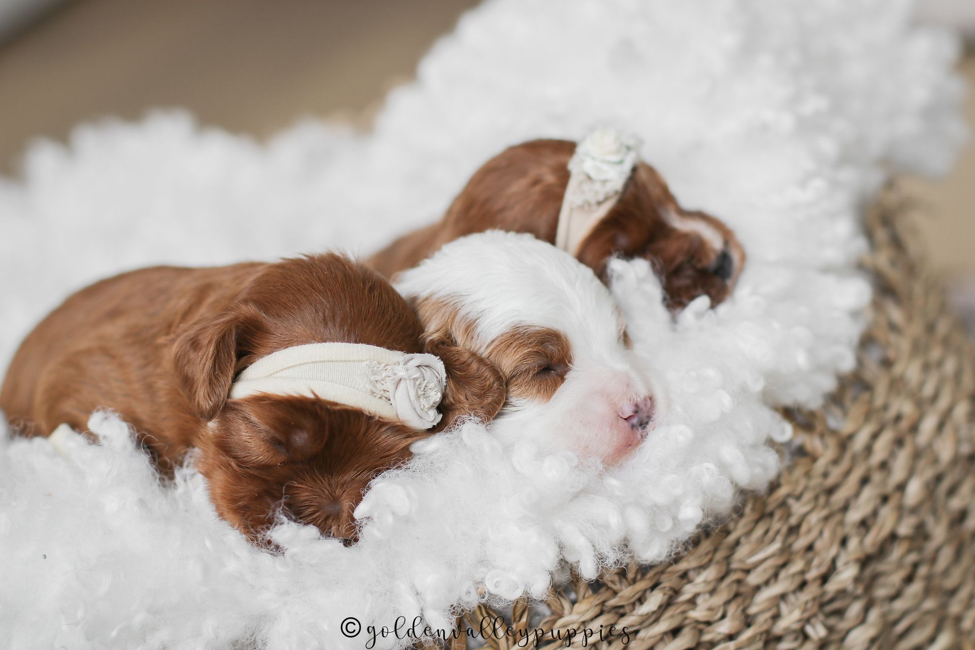 Cavapoo Puppies for sale, available Cavapoo Puppies, Cavapoo, Cavapoo puppies near me, puppies for sale, Cavapoo Breeder