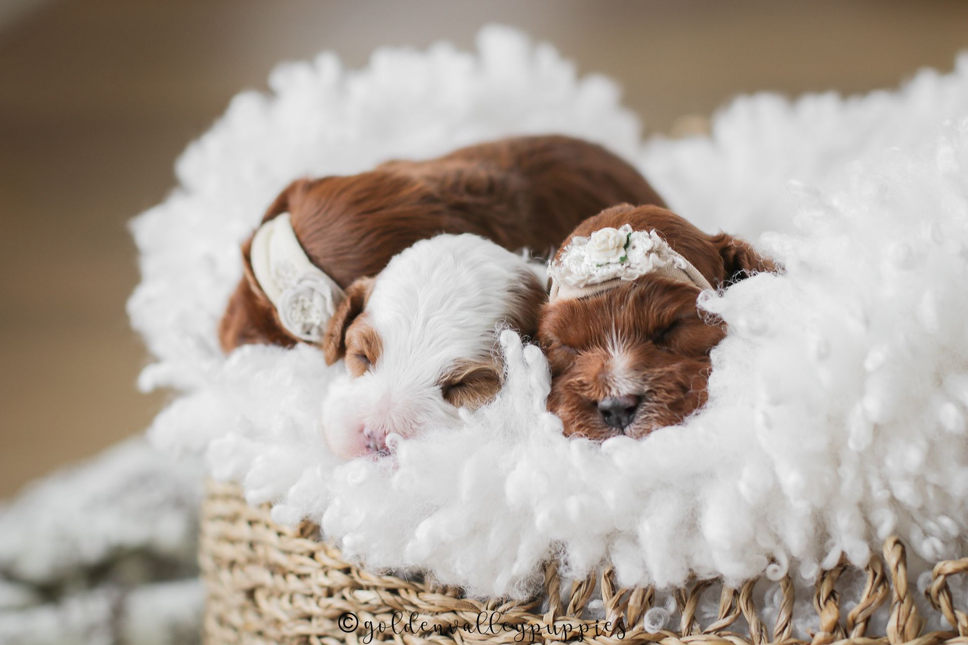 Cavapoo Puppies for sale, available Cavapoo Puppies, Cavapoo, Cavapoo puppies near me, puppies for sale, Cavapoo Breeder