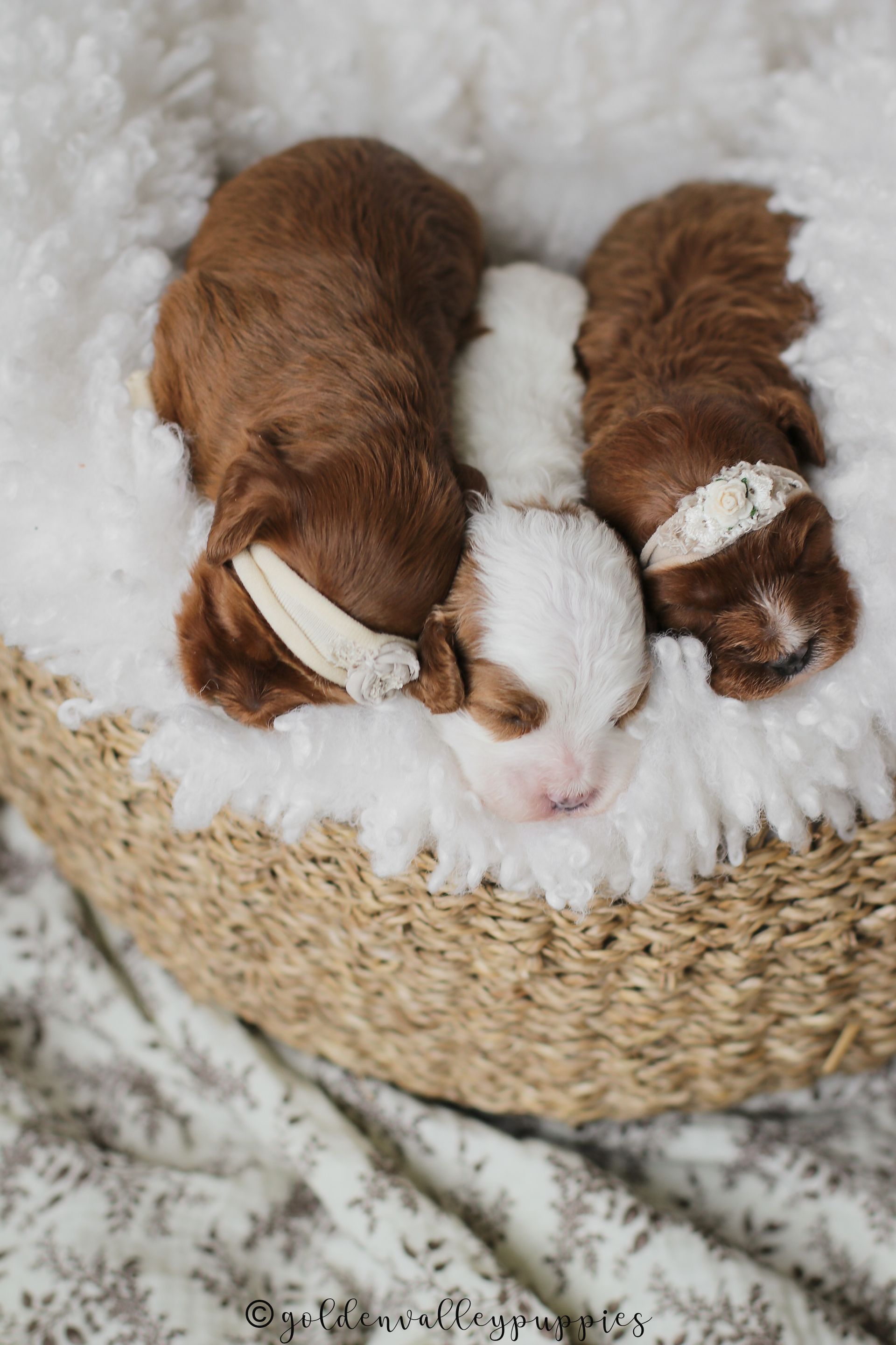 Cavapoo Puppies for sale, available Cavapoo Puppies, Cavapoo, Cavapoo puppies near me, puppies for sale, Cavapoo Breeder