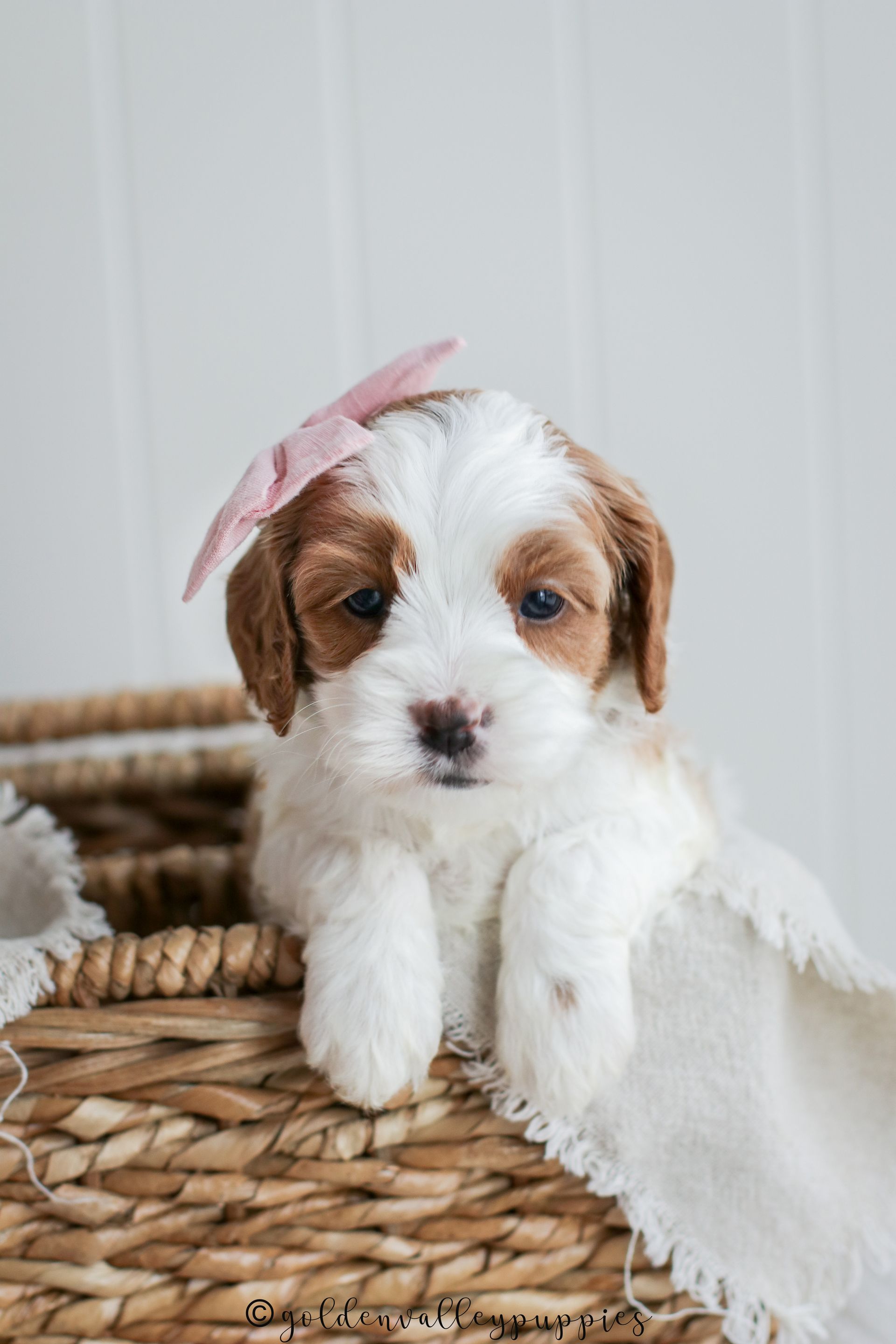 Cavapoo Puppies, Cavapoo Puppy, Cavapoo Puppies for sale, Cavapoo Breeder, Puppies for sale, Cavapoo for sale near me