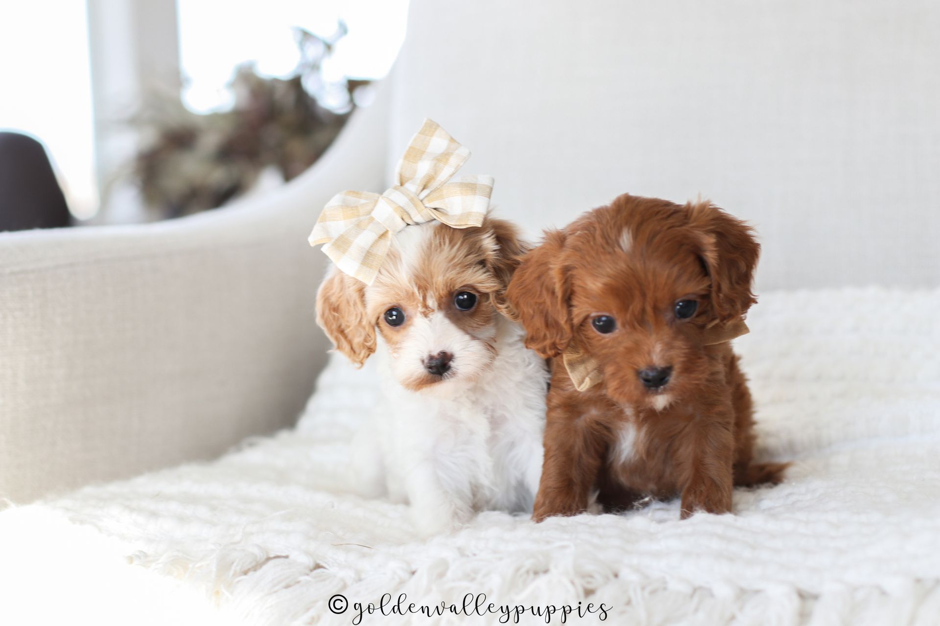 Cavapoo Puppies for sale, available Cavapoo Puppies, Cavapoo, Cavapoo puppies near me, puppies for sale, Cavapoo Breeder