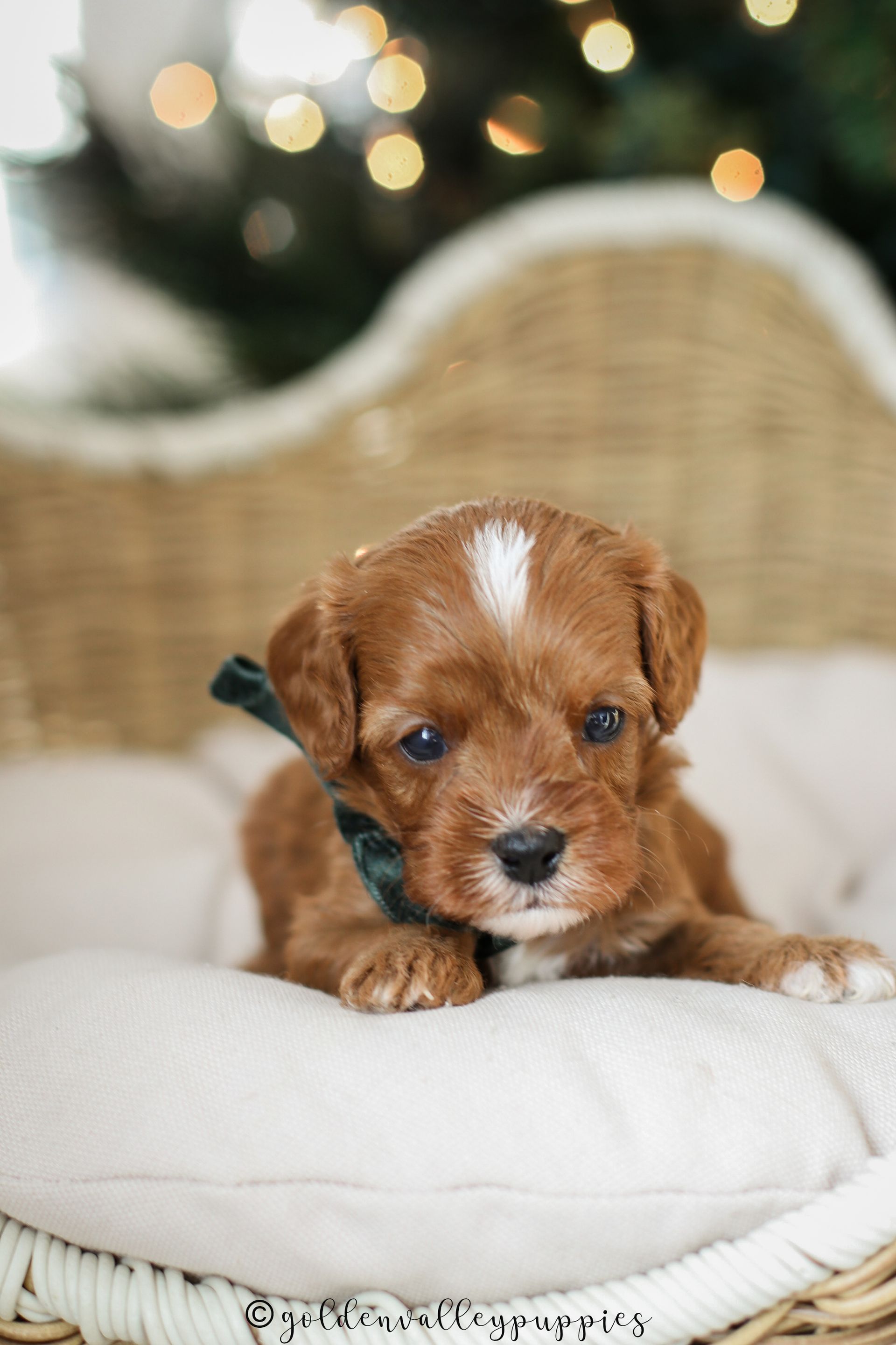 Small brown puppy with white markings lying on a white cushion in a wicker chair