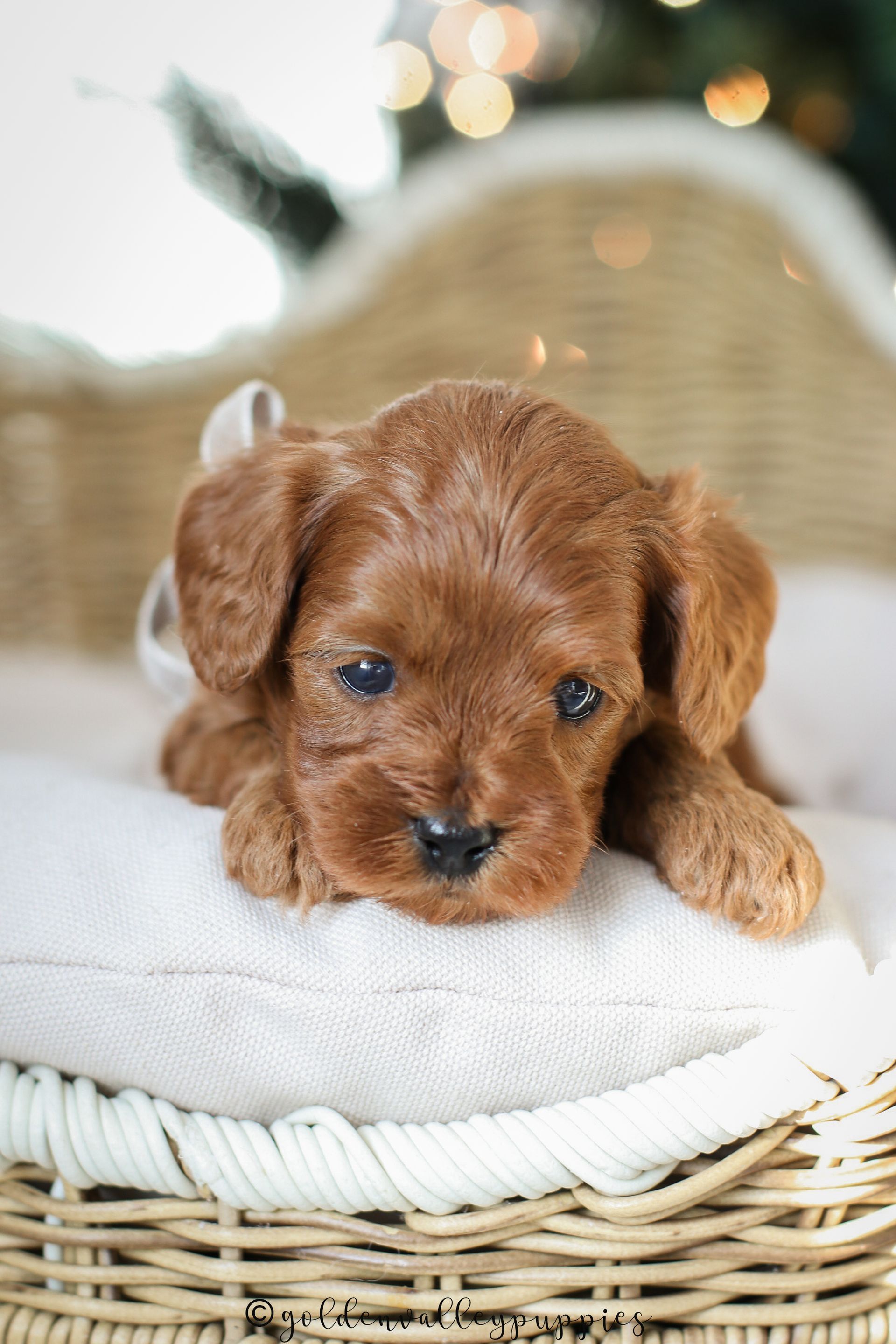 Brown puppy resting on a white cushion in a wicker basket