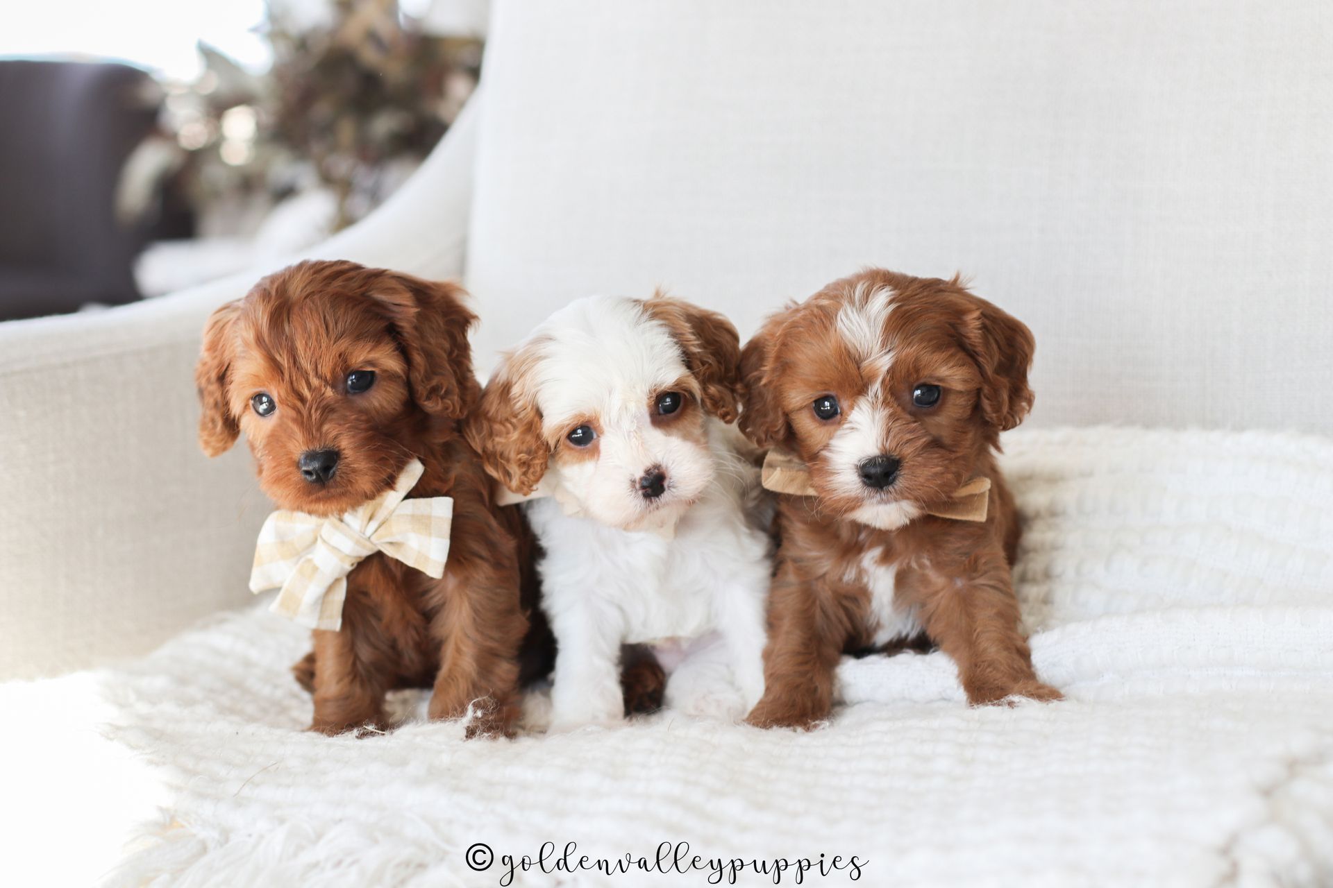 Cavapoo Puppies for sale, available Cavapoo Puppies, Cavapoo, Cavapoo puppies near me, puppies for sale, Cavapoo Breeder