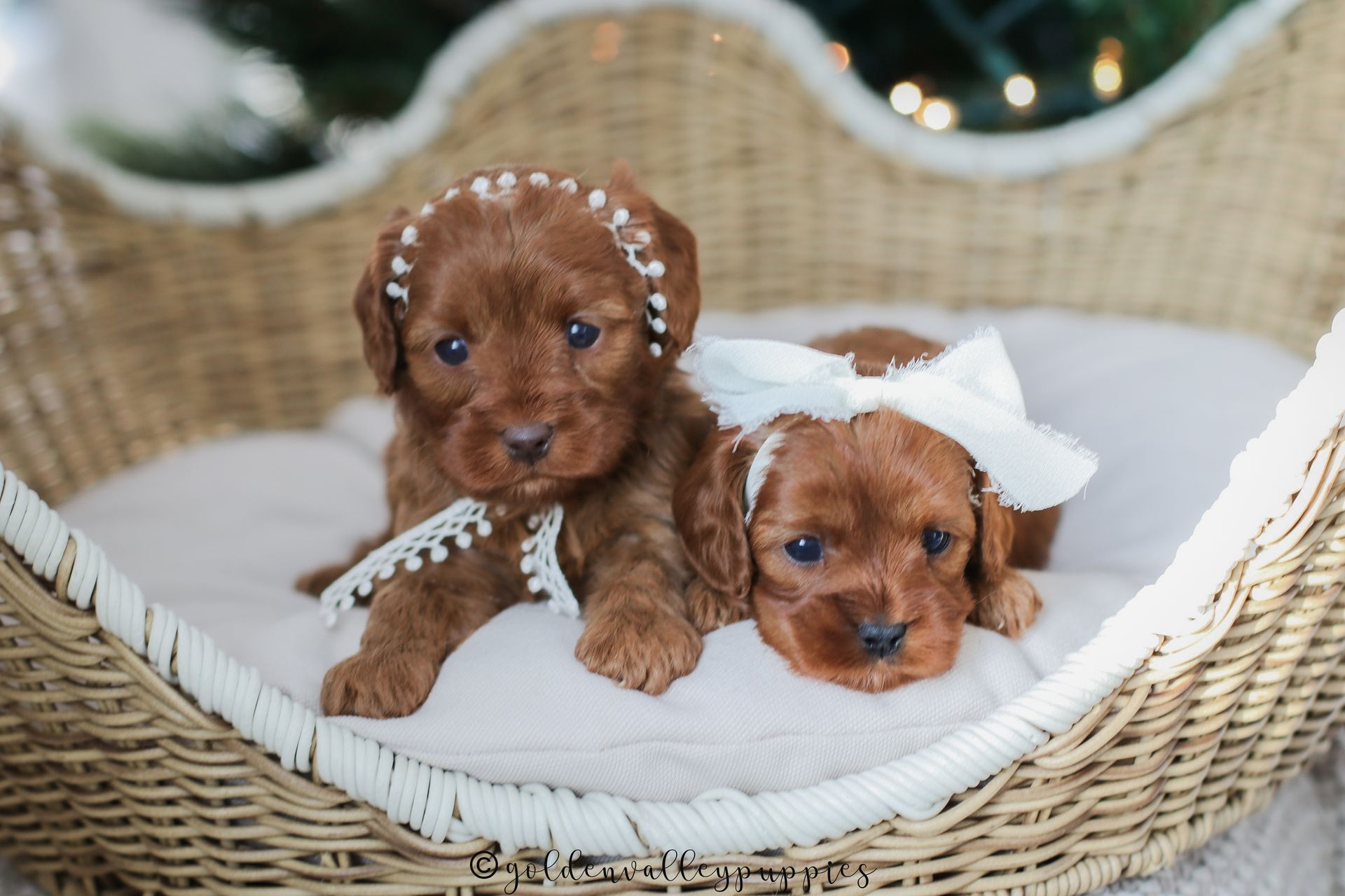 Two brown cavapoo puppies for sale with white bows resting in a wicker basket