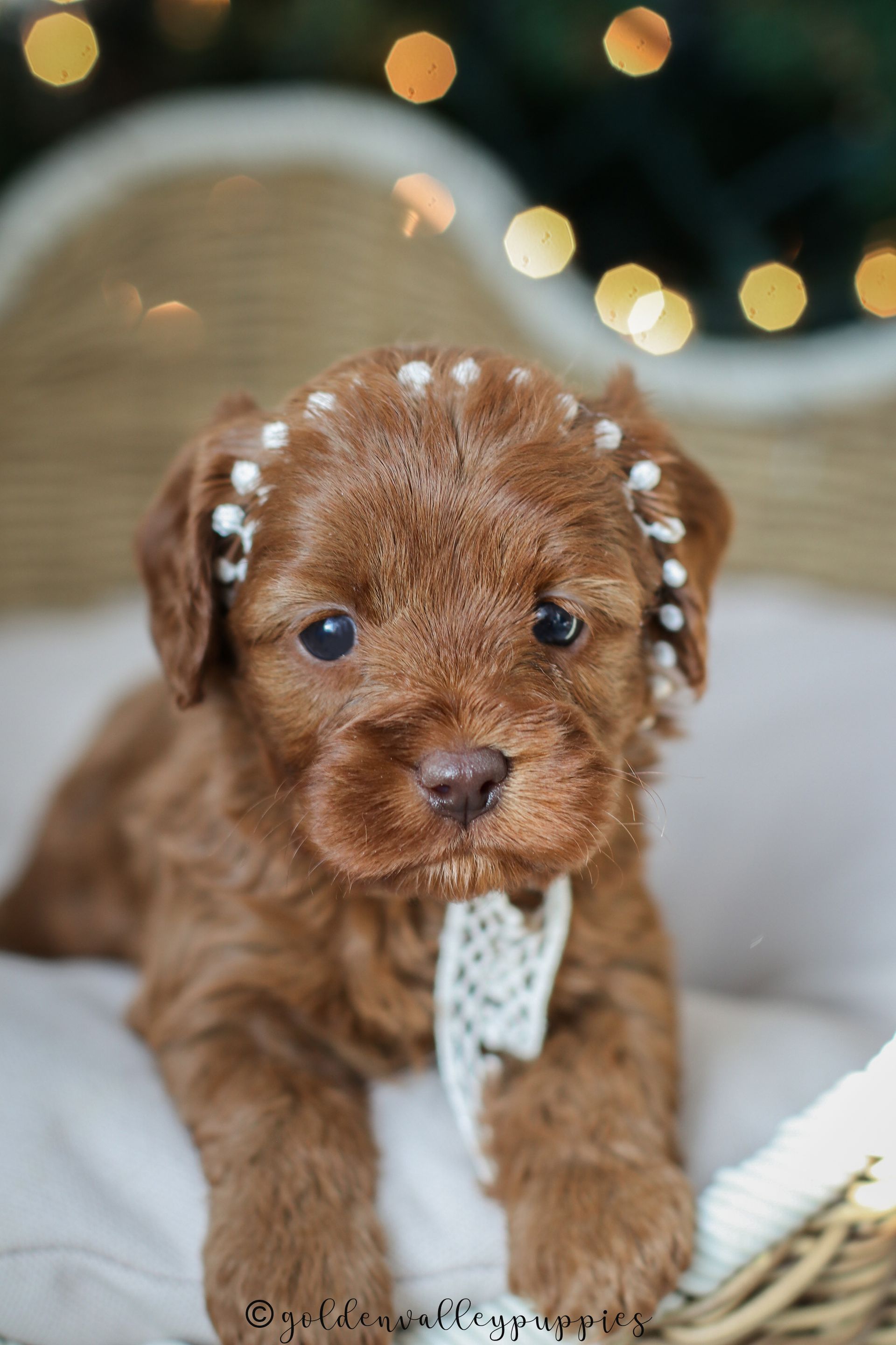 Brown puppy with pearl headband sitting in a white basket, with soft bokeh lights in the background