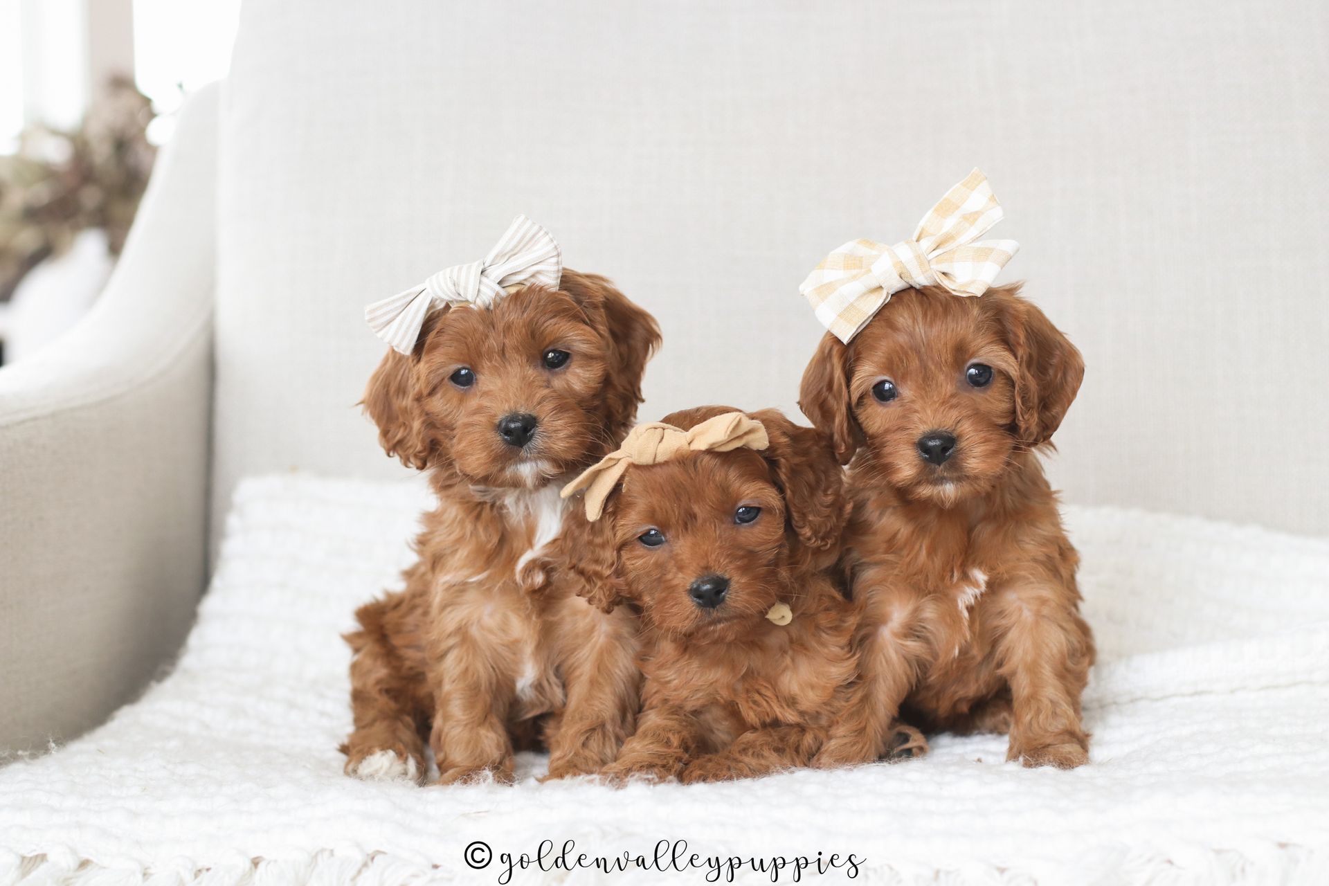 Cavapoo Puppies for sale, available Cavapoo Puppies, Cavapoo, Cavapoo puppies near me, puppies for sale, Cavapoo Breeder