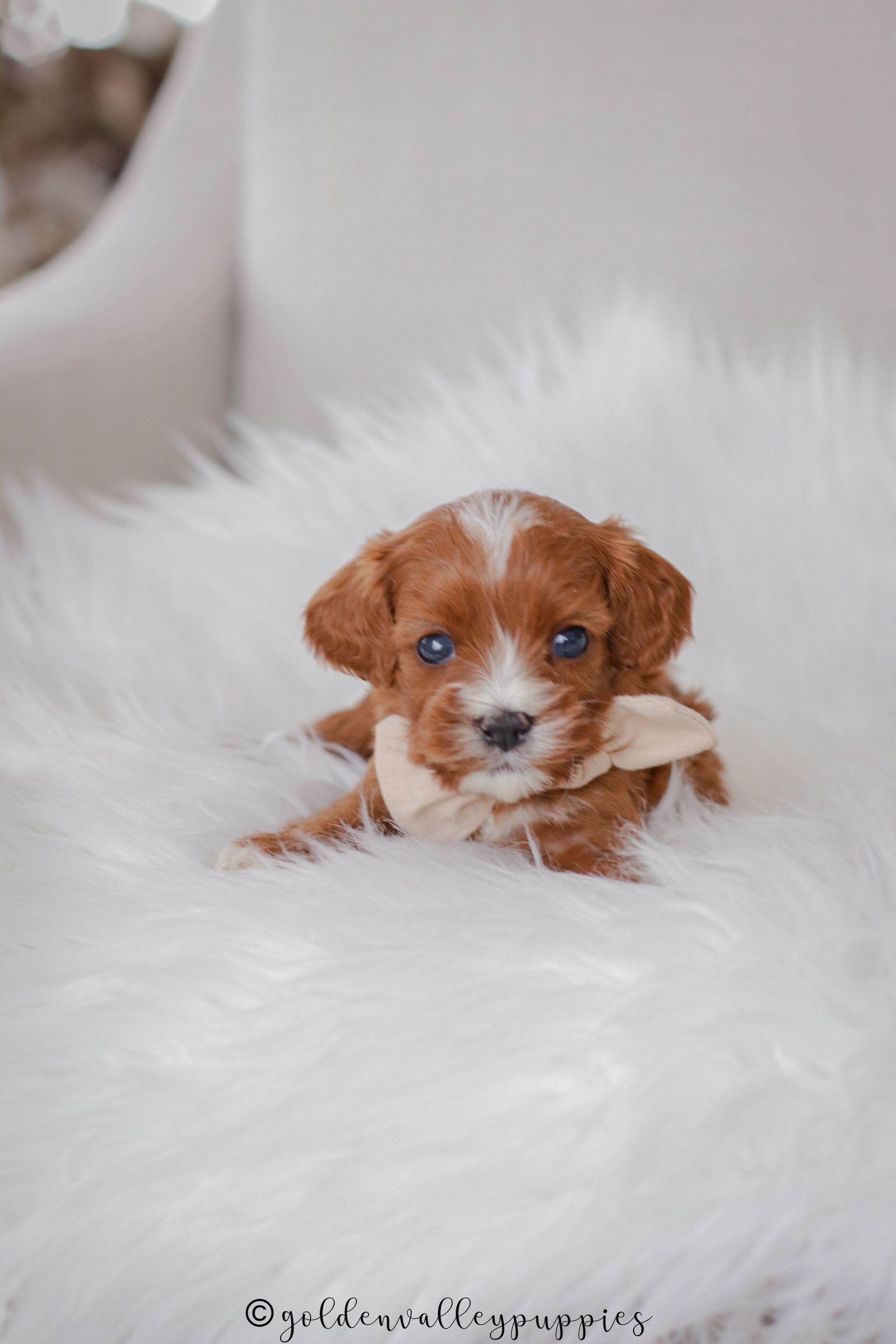 Cavapoo Puppies for sale, available Cavapoo Puppies, Cavapoo, Cavapoo puppies near me, puppies for sale, Cavapoo Breeder