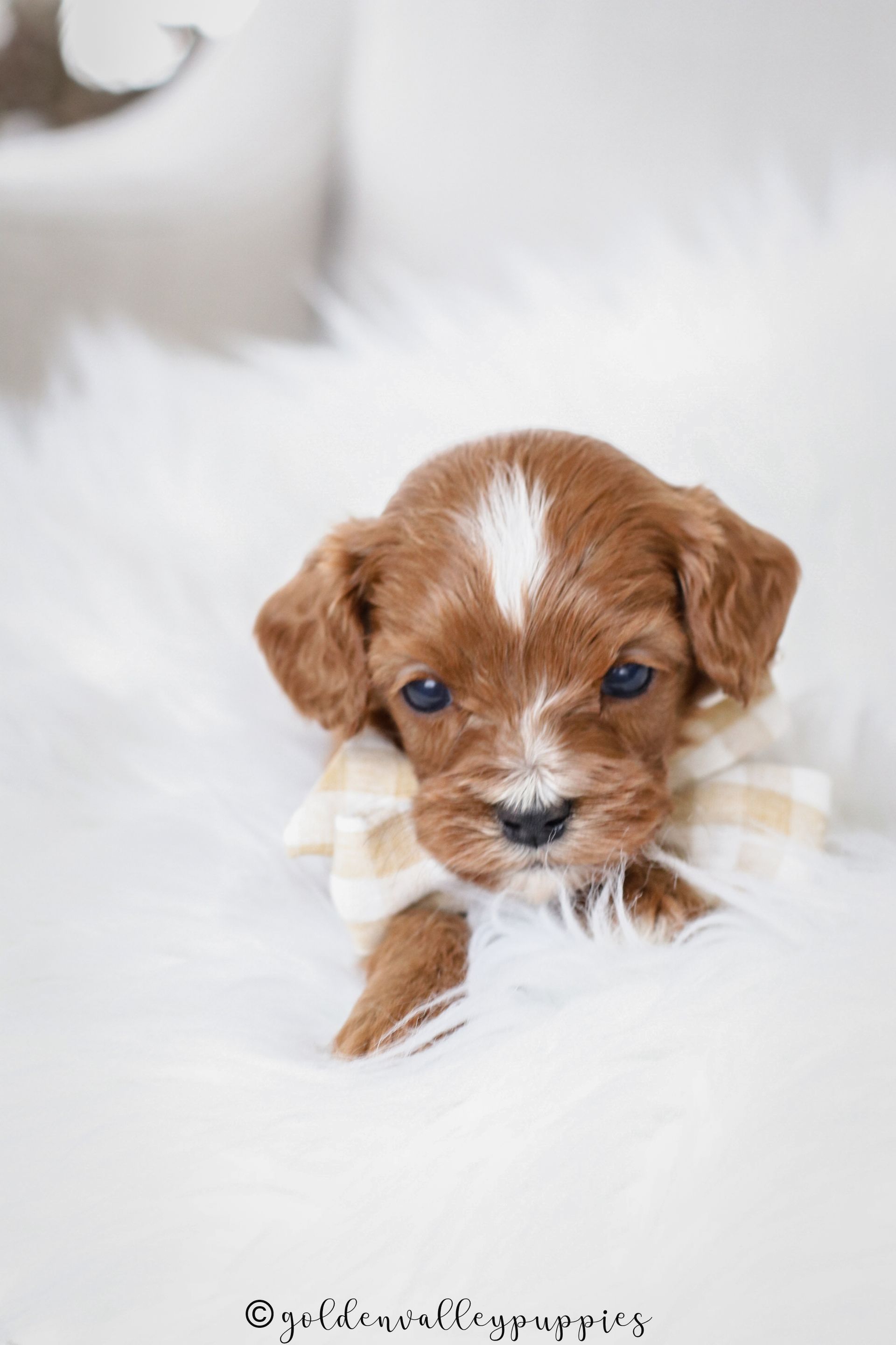 Cavapoo Puppies for sale, available Cavapoo Puppies, Cavapoo, Cavapoo puppies near me, puppies for sale, Cavapoo Breeder