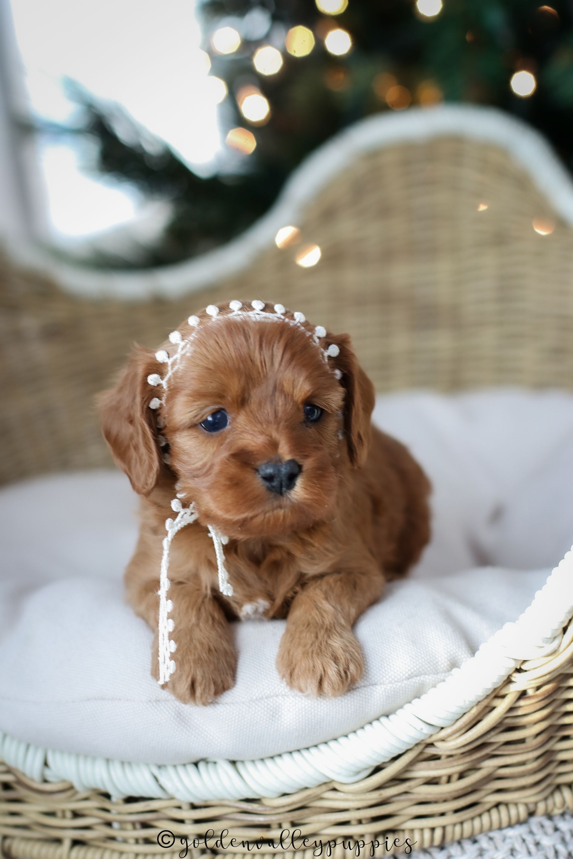 Small brown puppy with a pearl headband sitting on a white blanket in a wicker chair