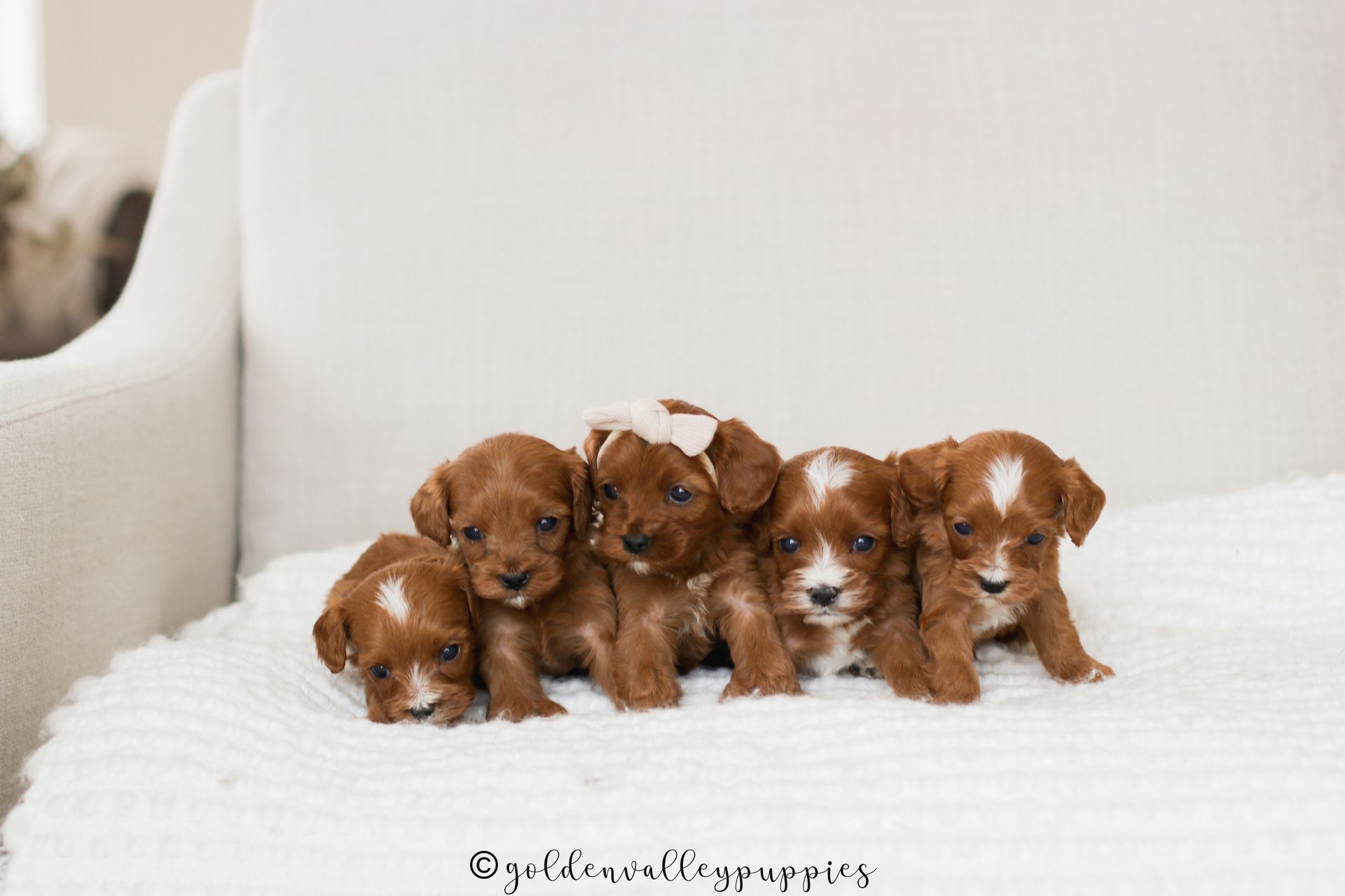 Cavapoo Puppies for sale, Cavapoo Breeder, Cavalier king Charles spaniel