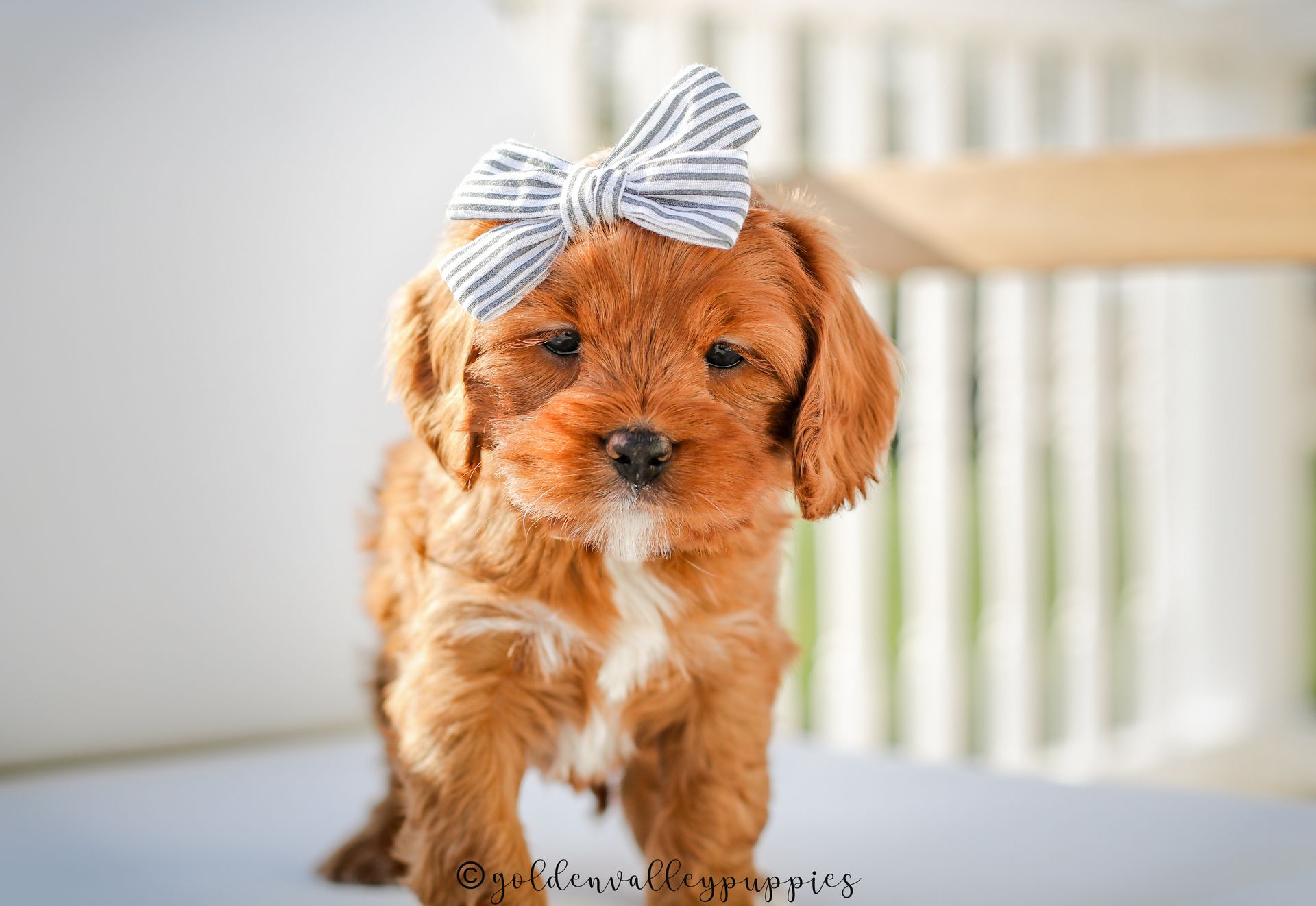 Cavapoo Puppies, Cavapoo Puppy, Cavapoo Puppies for sale, Cavapoo Breeder, Puppies for sale, Cavapoo for sale near me