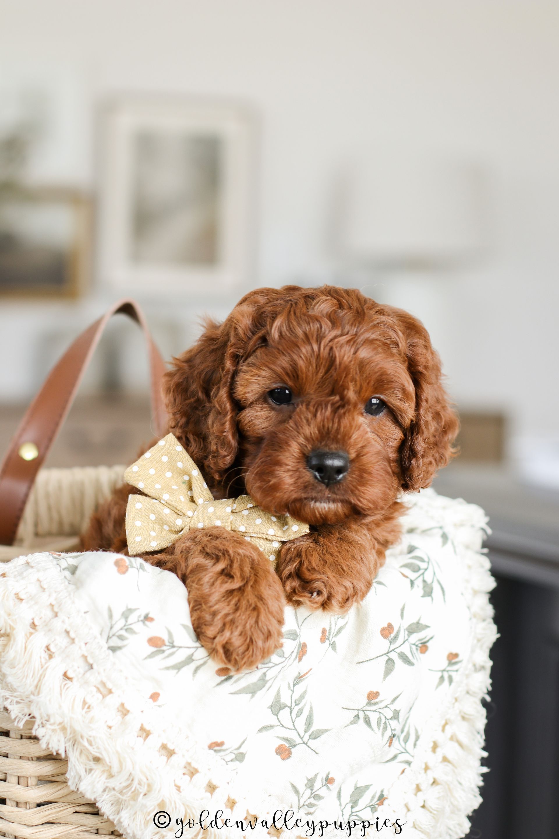 Cavapoo Puppies for sale, Cavapoo breeder, Cavapoo Puppy, Toy Cavapoo Puppies, Mini Cavapoo Puppies