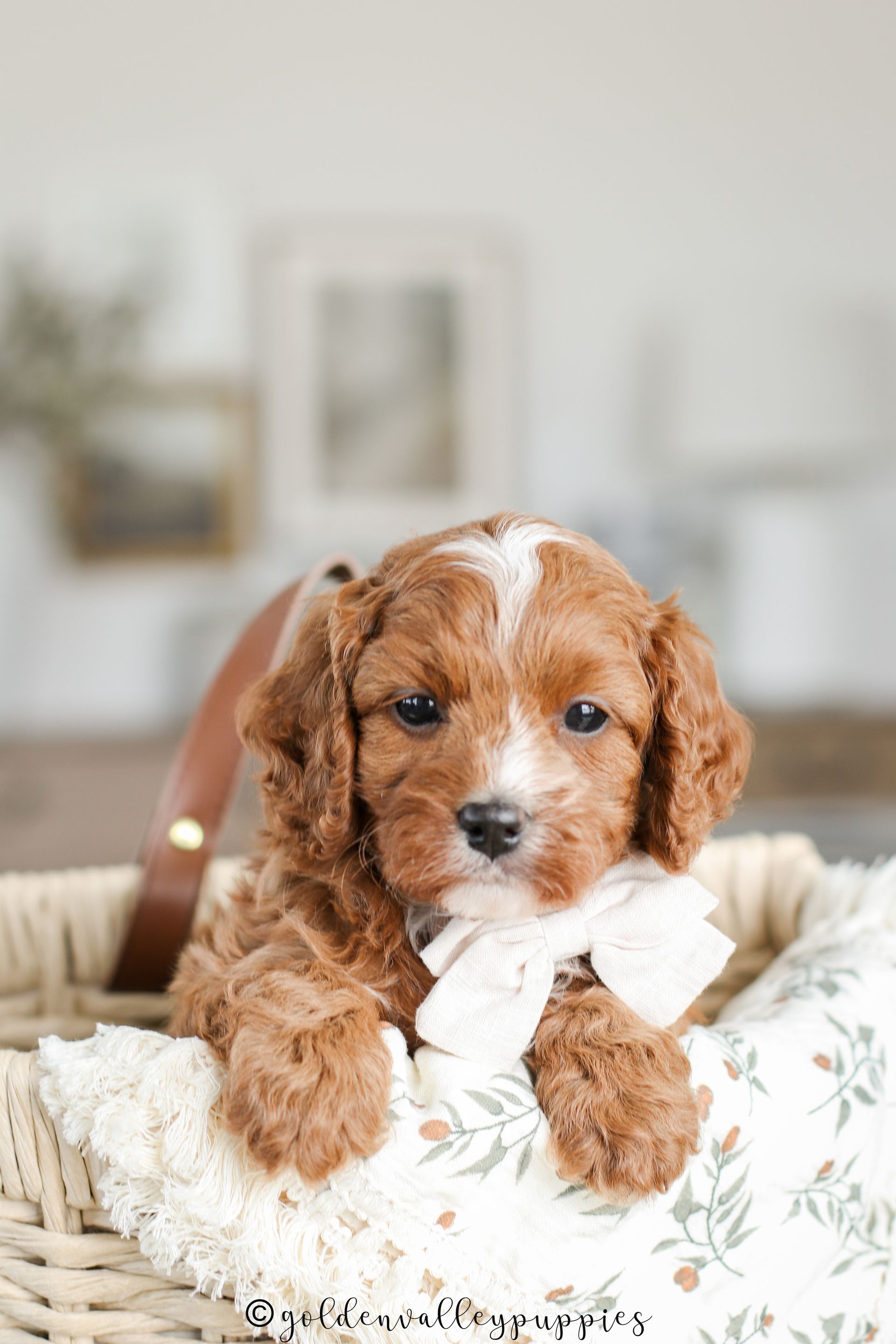 Cavapoo Puppies for sale, Cavapoo breeder, Cavapoo Puppy, Toy Cavapoo Puppies, Mini Cavapoo Puppies