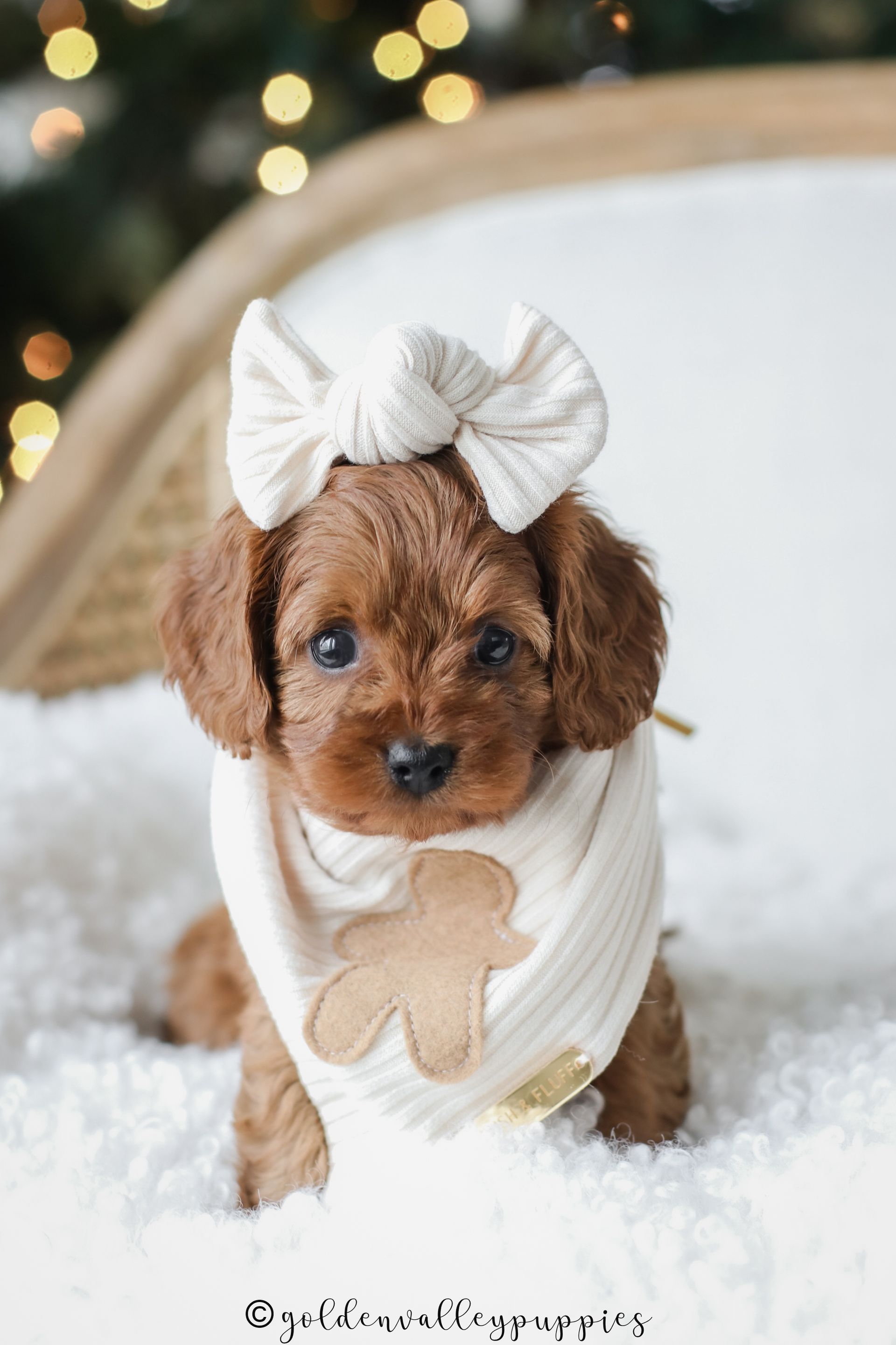 Small brown cavapoo puppy wearing a white bow and bib, sitting on a fluffy white blanket.
