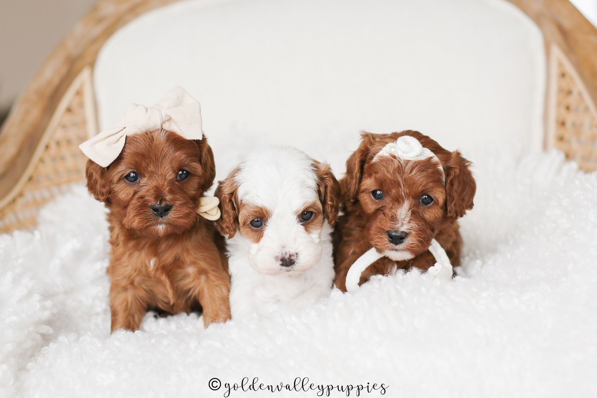 Cavapoo Puppies for sale, available Cavapoo Puppies, Cavapoo, Cavapoo puppies near me, puppies for sale, Cavapoo Breeder