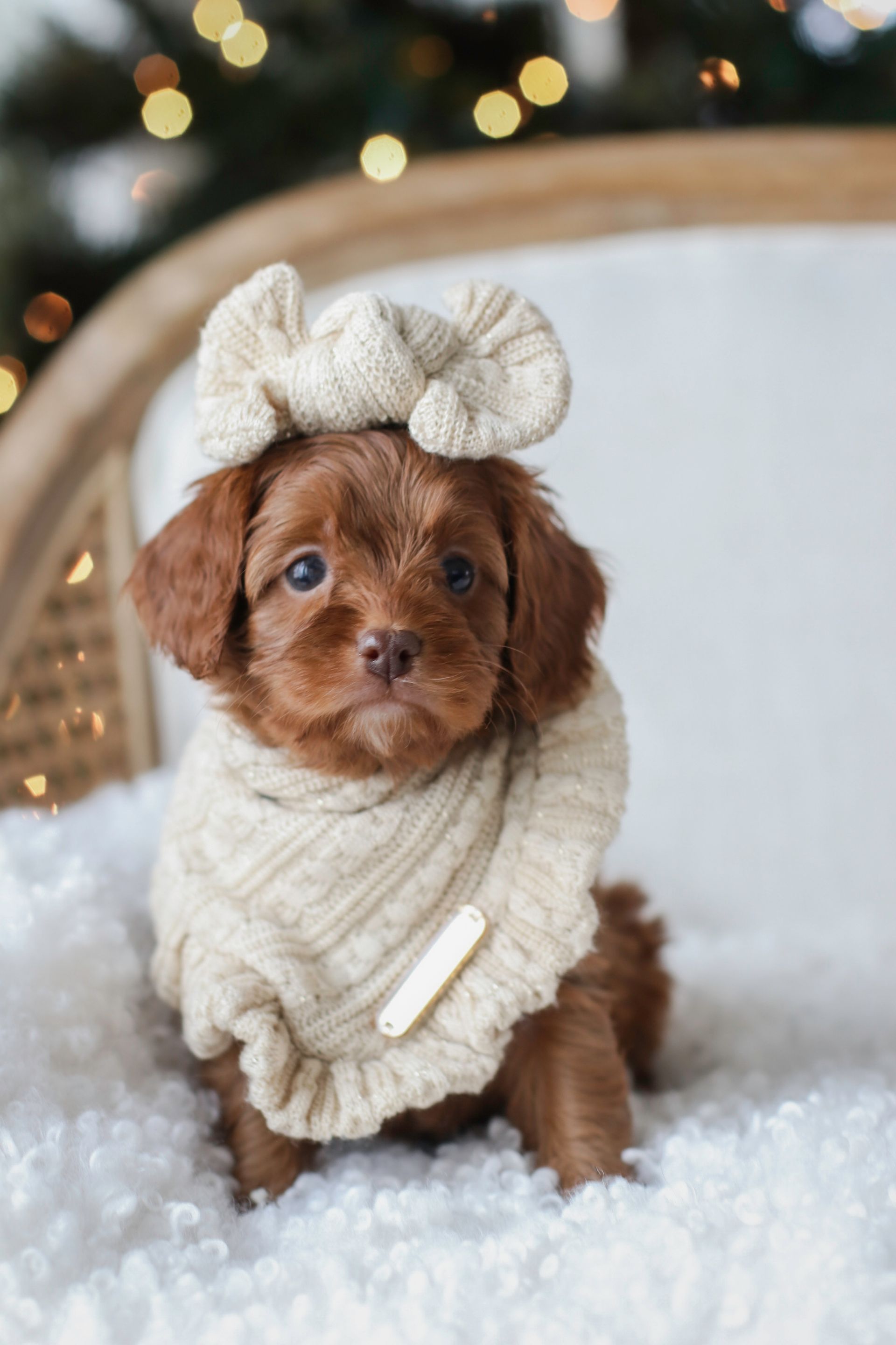 Brown cavapoo puppy in a cream sweater and bow sitting in faux snow on a chair