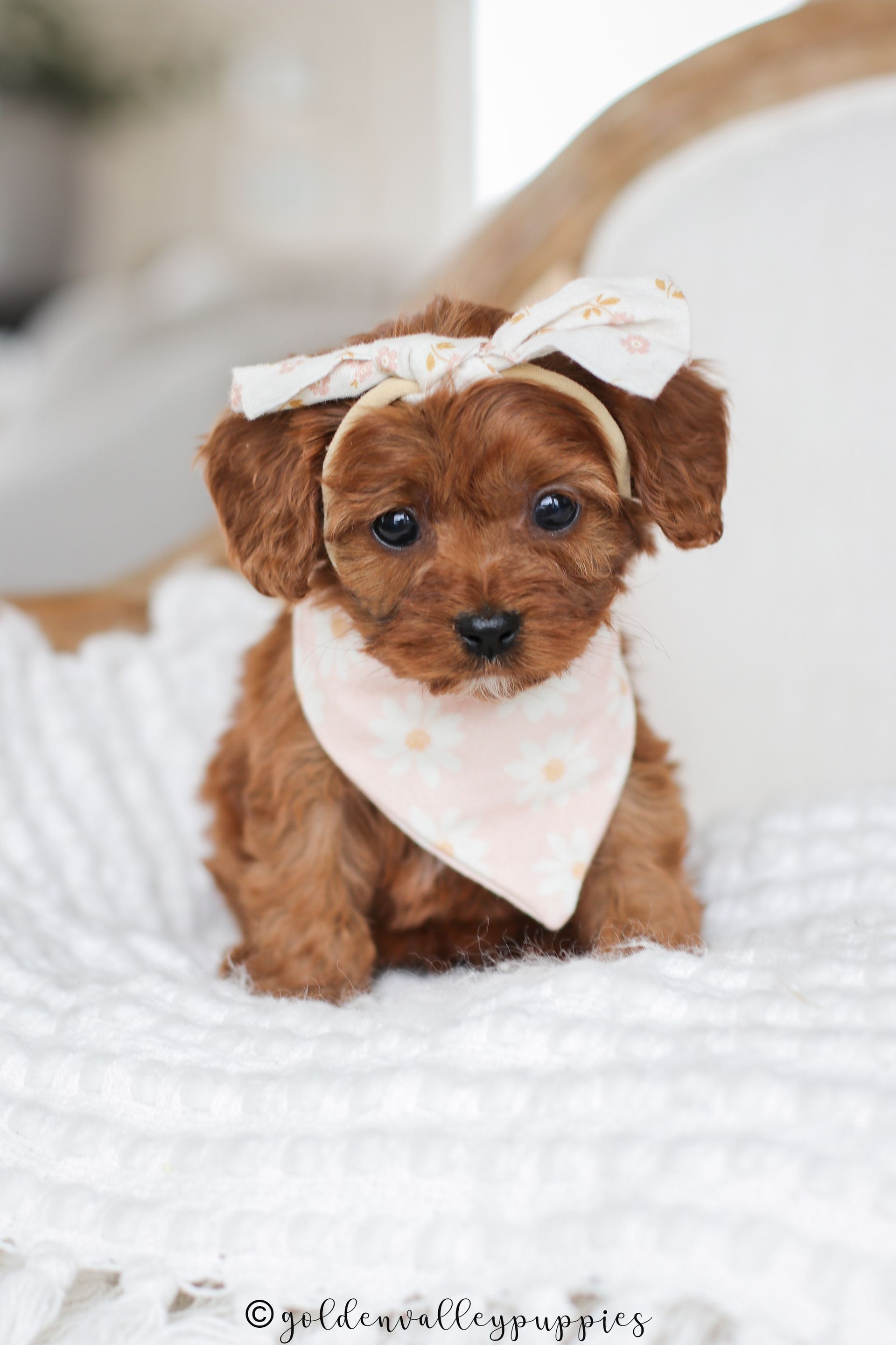 Cavapoo, Cavapoo puppy, cavapoo puppies for sale, Cavapoo for adoption, cavapoo breeder, cavapoo puppies for sale near me